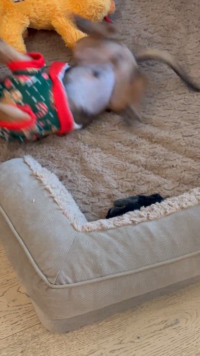 Enlarge MAX, a Adoptable mixed breed in Dallas, TX video 5/5