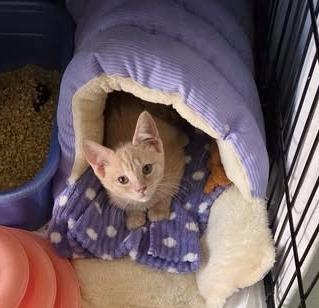 Rosie, ADOPTABLE, Kitten Female Tabby.