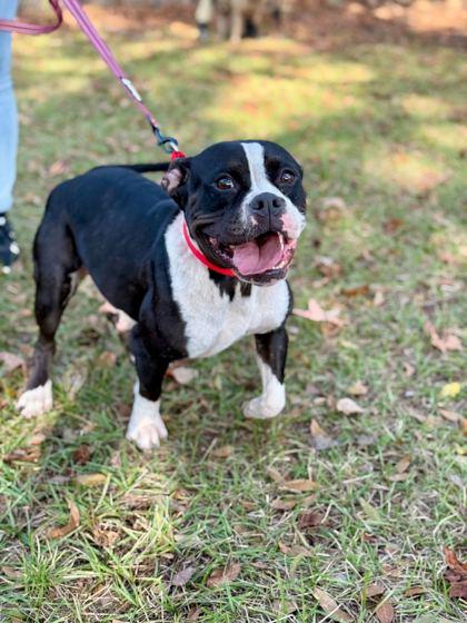 Enlarge Lady Lake - 2, a Adoptable mixed breed in Daytona Beach, FL image 1/2