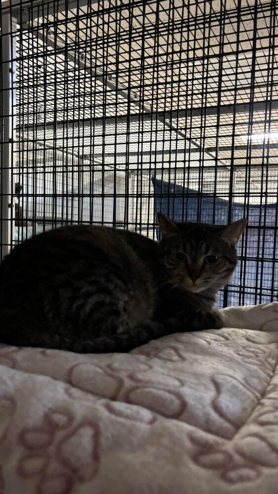 Teresa, a Adoptable Tabby in Stockton, CA image 2/3