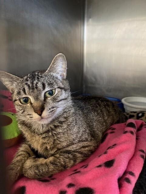 Teresa, a Adoptable Tabby in Stockton, CA image 2/2