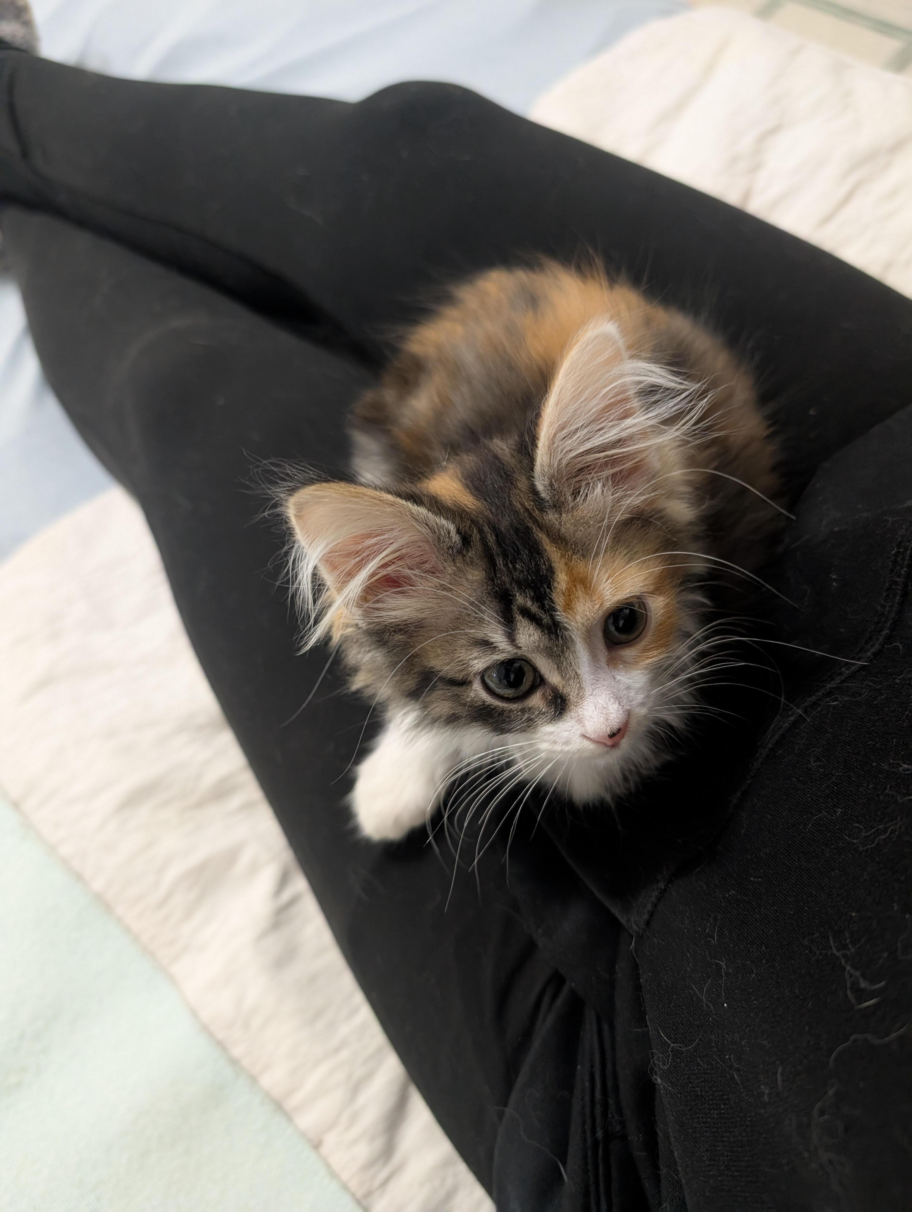 Enlarge Maeve, a Adoptable Domestic Medium Hair in Cambridge, ON image 2/3