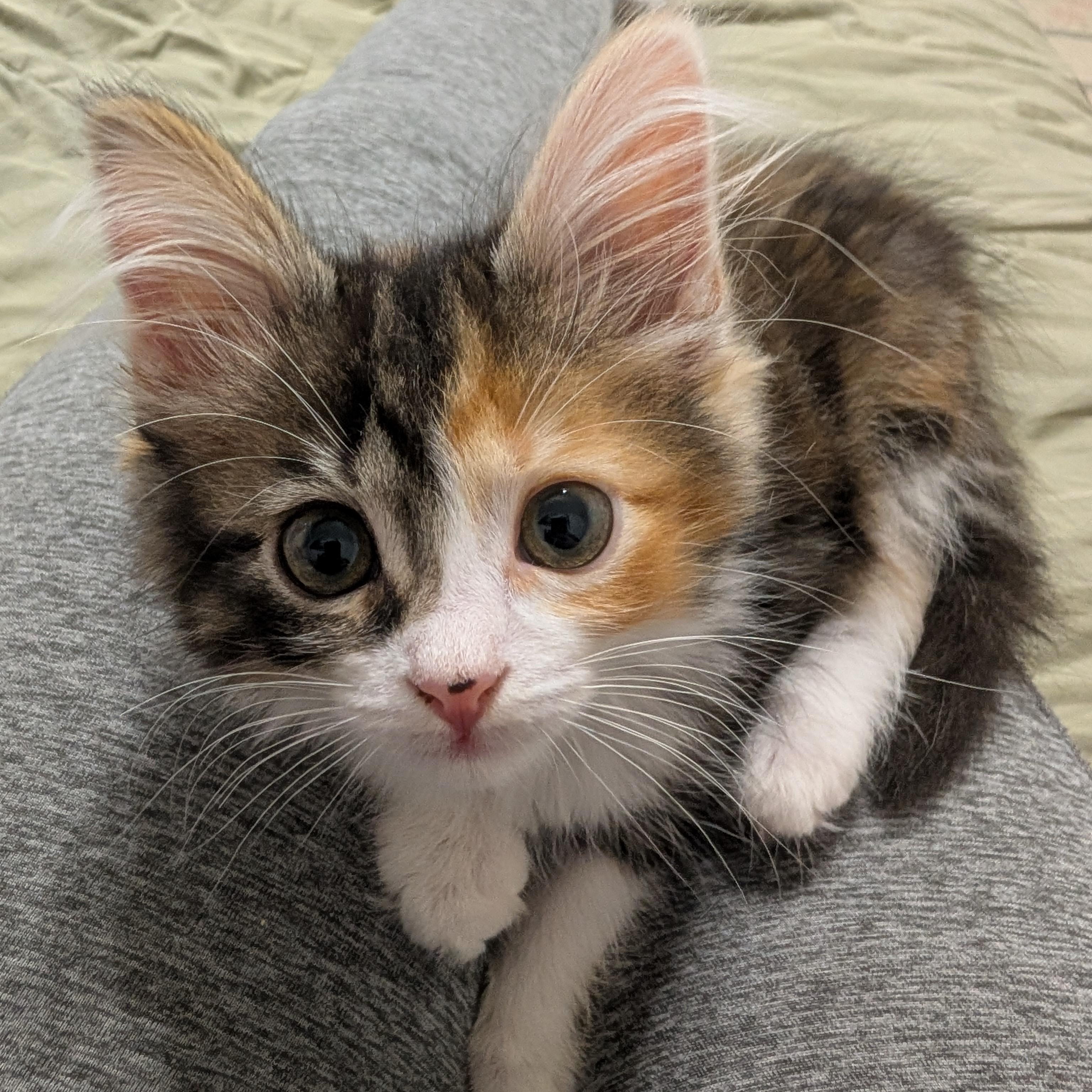 Enlarge Maeve, a Adoptable Domestic Medium Hair in Cambridge, ON image 1/3