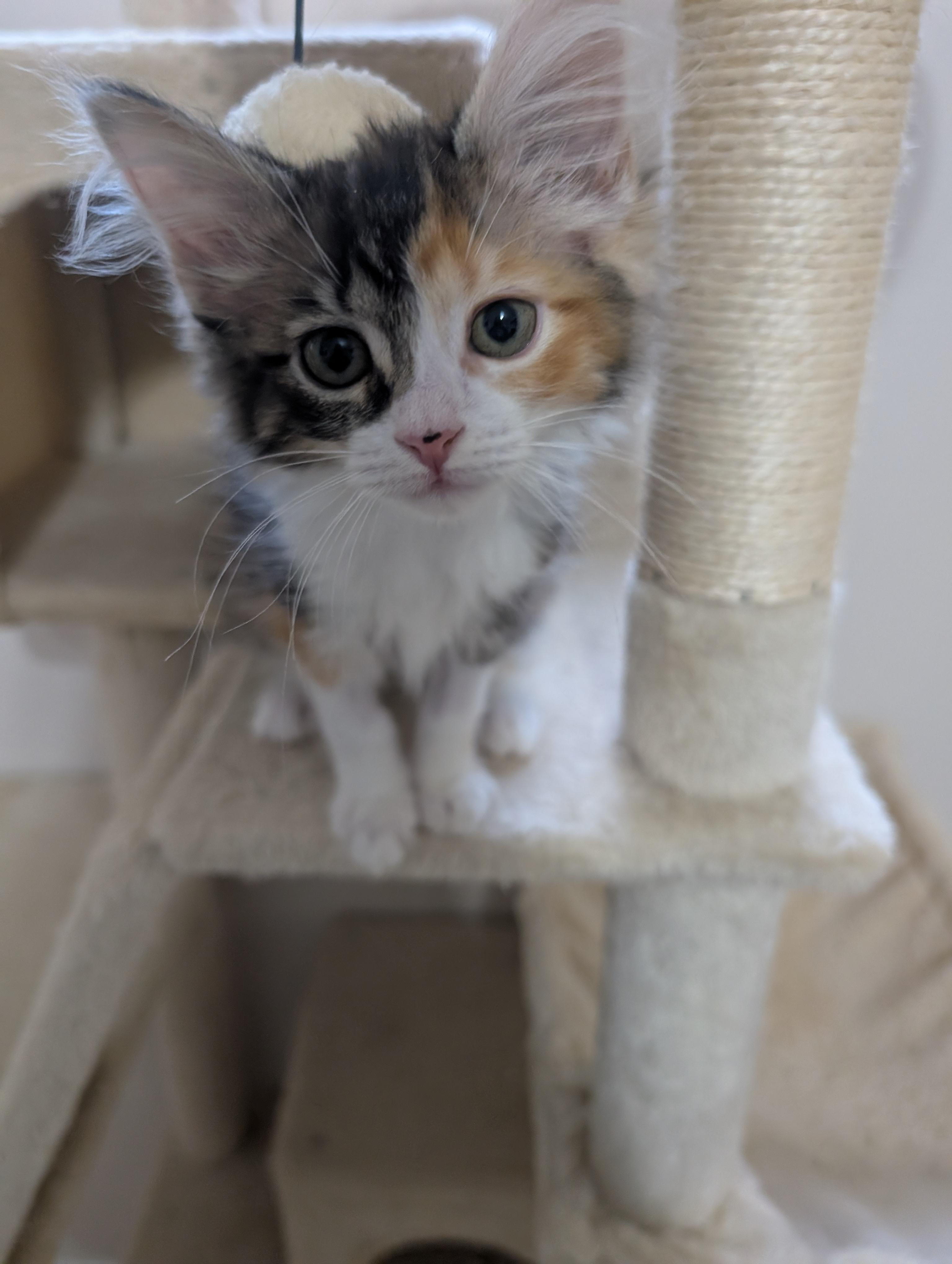 Enlarge Maeve, a Adoptable Domestic Medium Hair in Cambridge, ON image 3/3