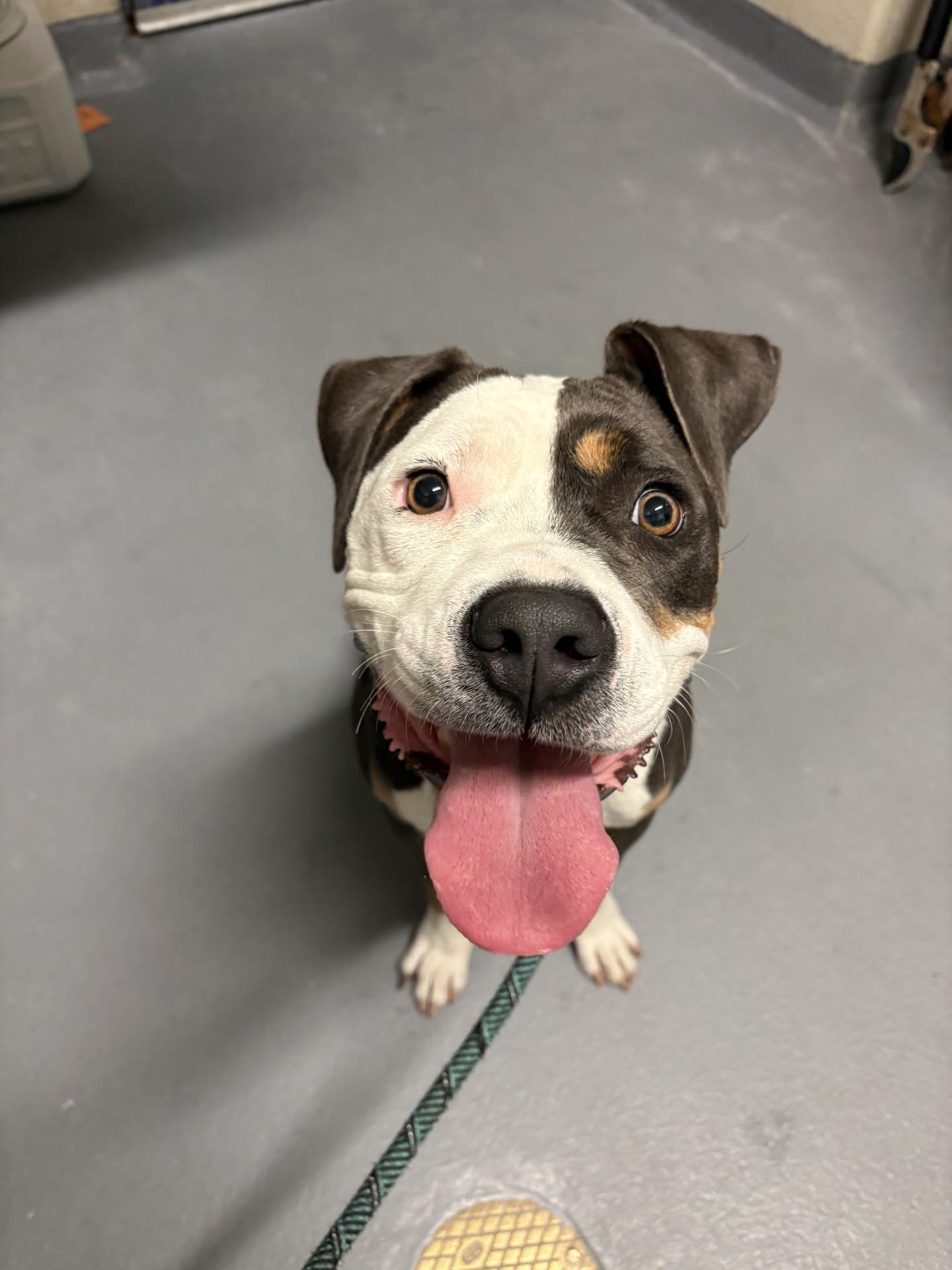 Meadow, ADOPTABLE, Young Female Pit Bull Terrier.