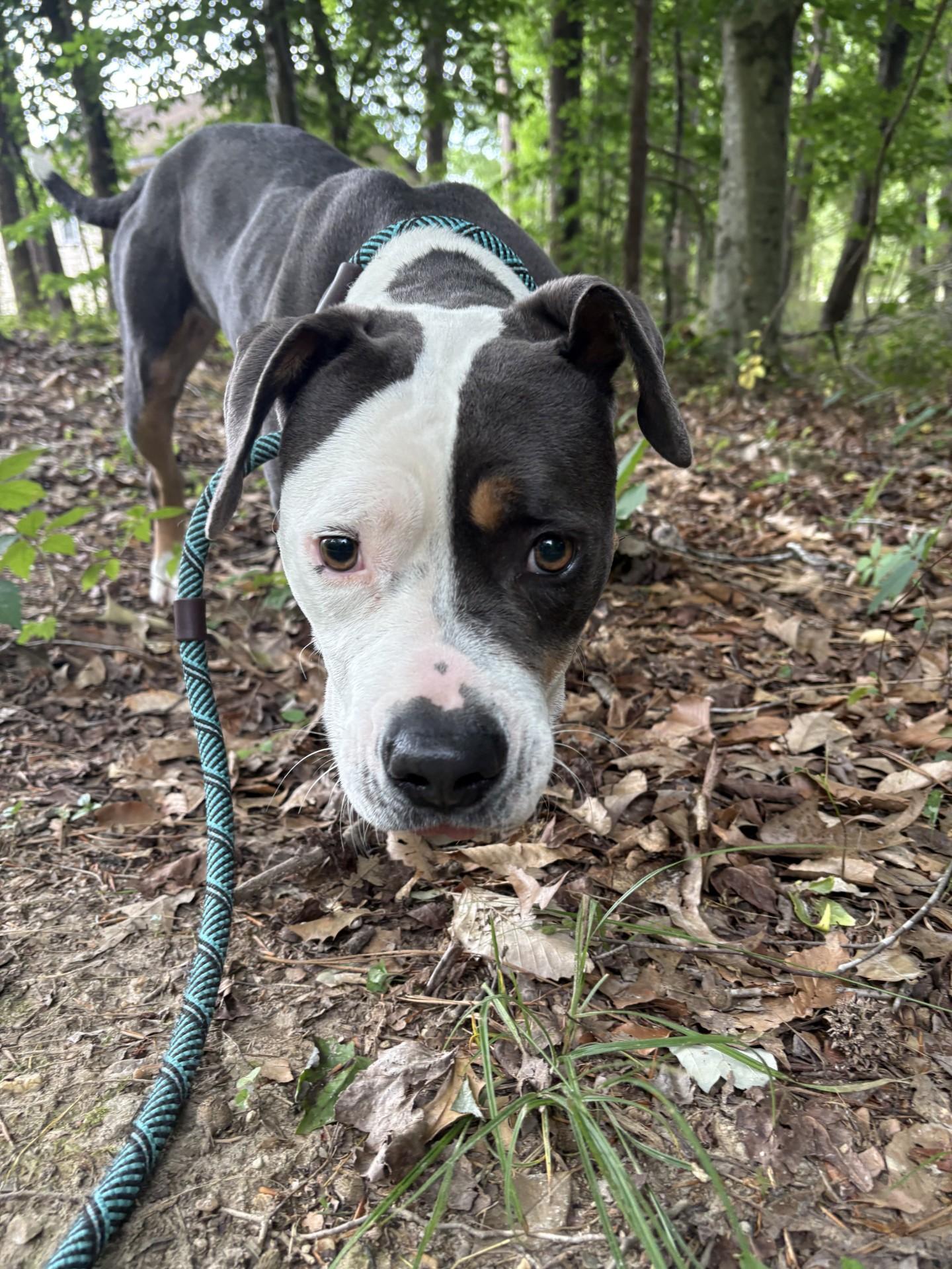 Meadow, a ADOPTABLE Pit Bull Terrier in Ashland, VA image 5/5