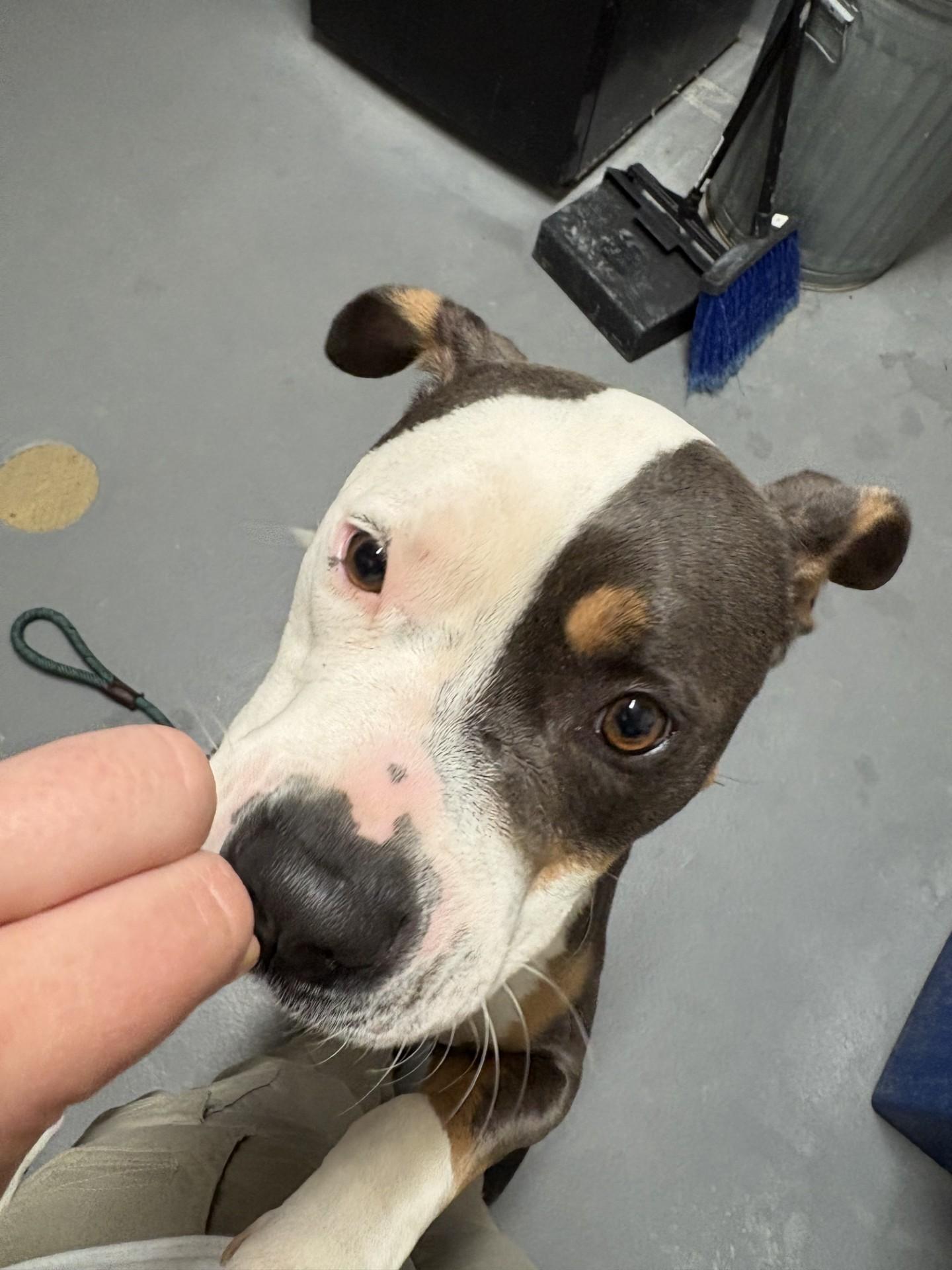 Meadow, a ADOPTABLE Pit Bull Terrier in Ashland, VA image 3/5