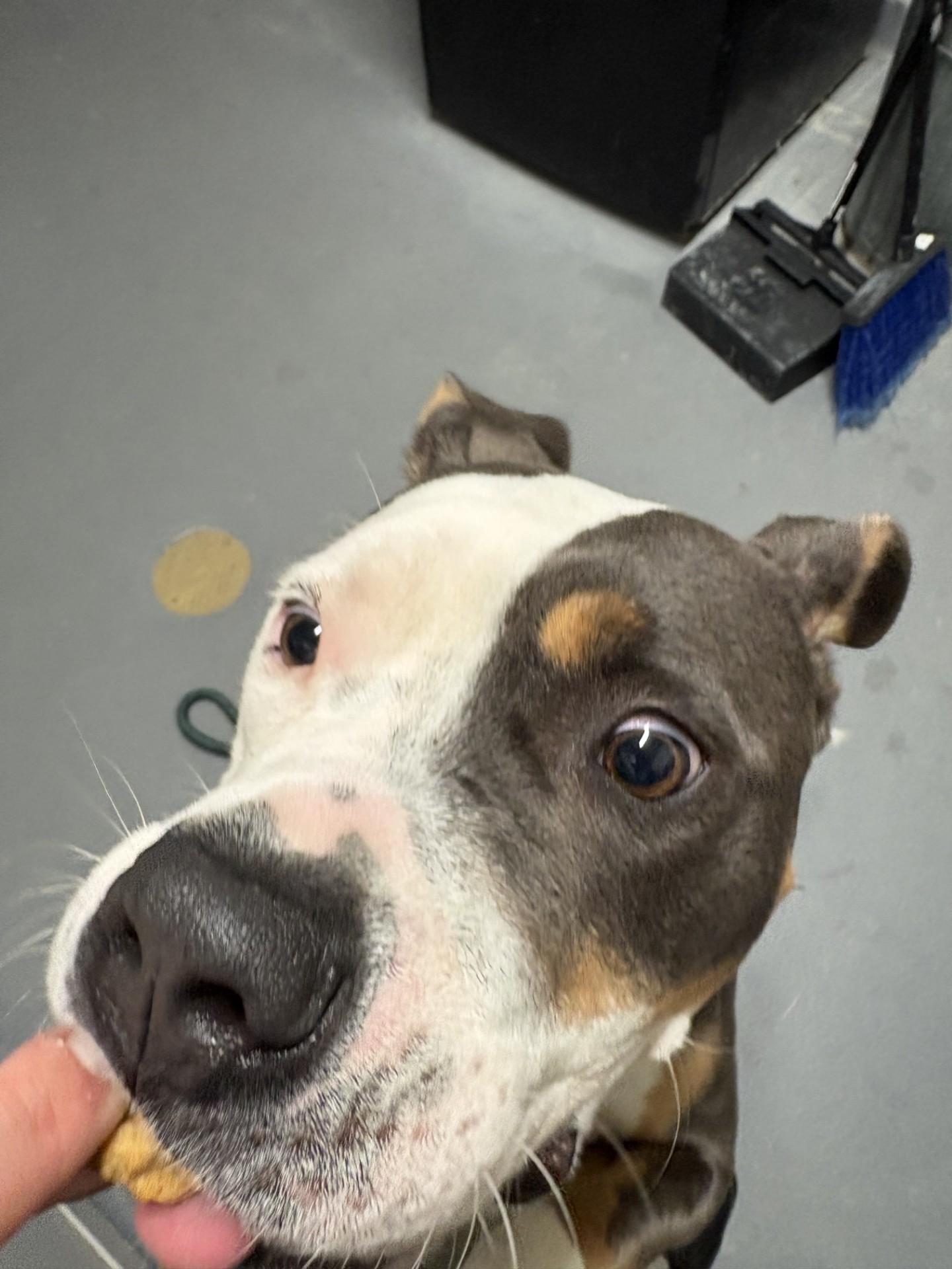Meadow, a ADOPTABLE Pit Bull Terrier in Ashland, VA image 4/5