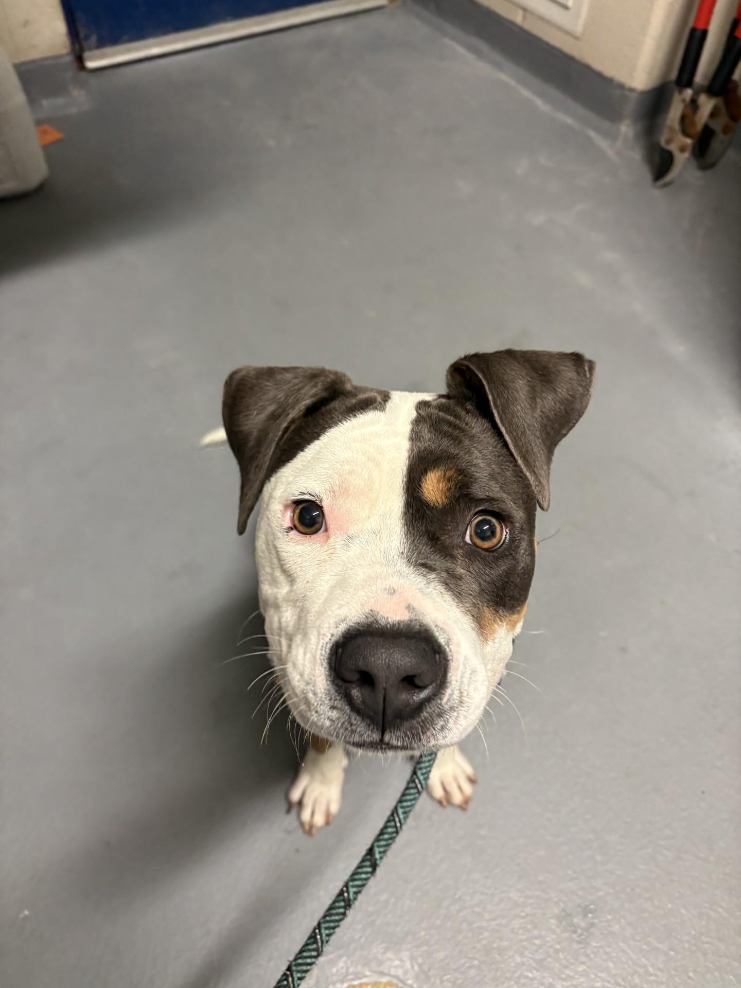 Meadow, a ADOPTABLE Pit Bull Terrier in Ashland, VA image 2/5