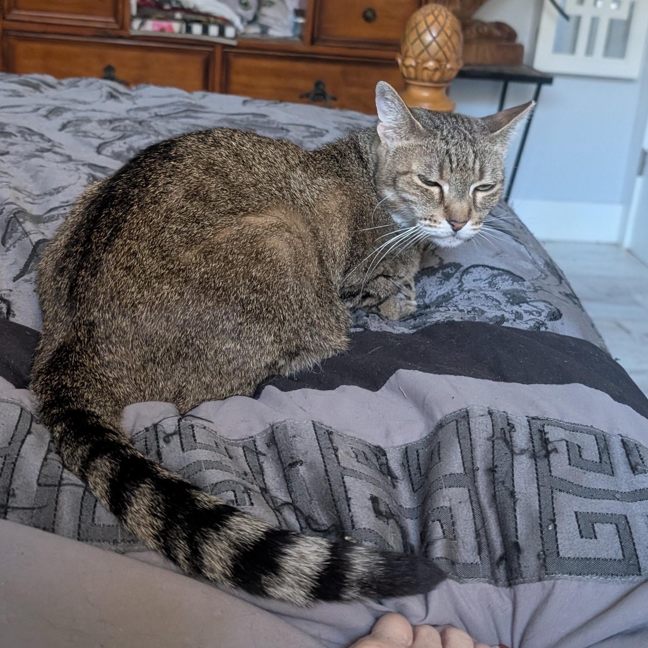 Enlarge Tammy, a ADOPTABLE mixed breed in Fort Lauderdale, FL image 1/5