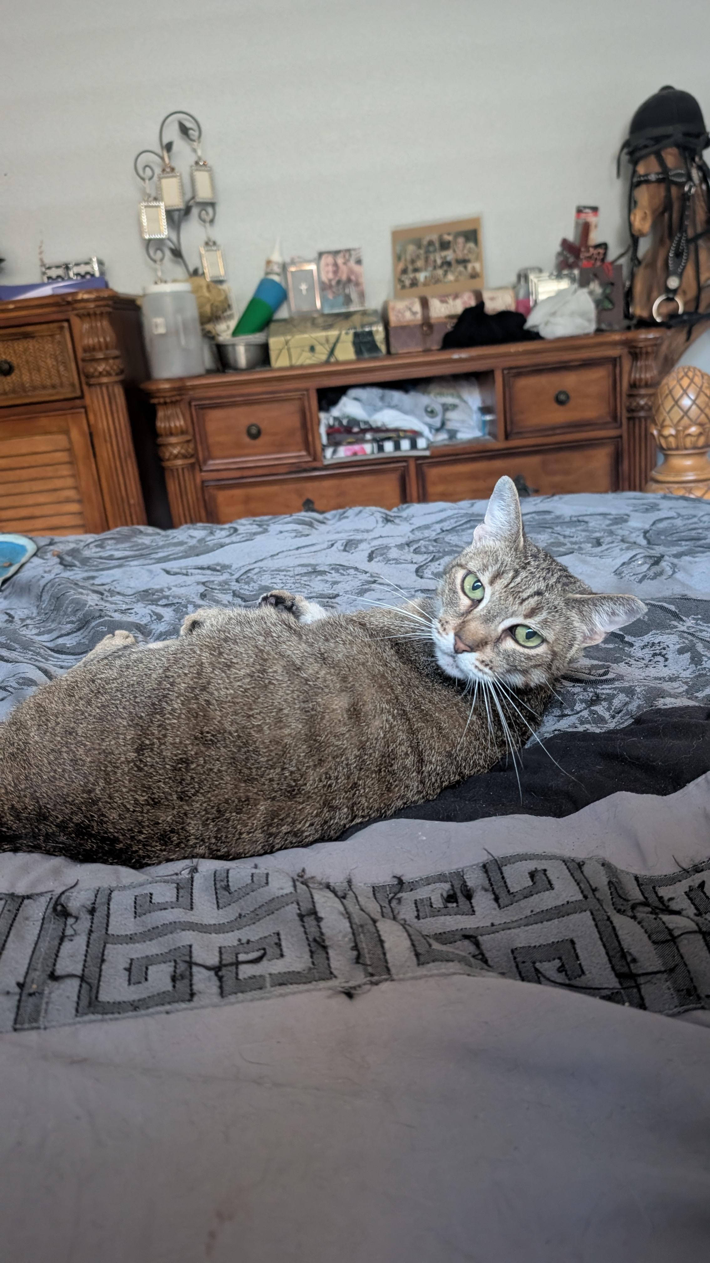 Enlarge Tammy, a ADOPTABLE mixed breed in Fort Lauderdale, FL image 5/5