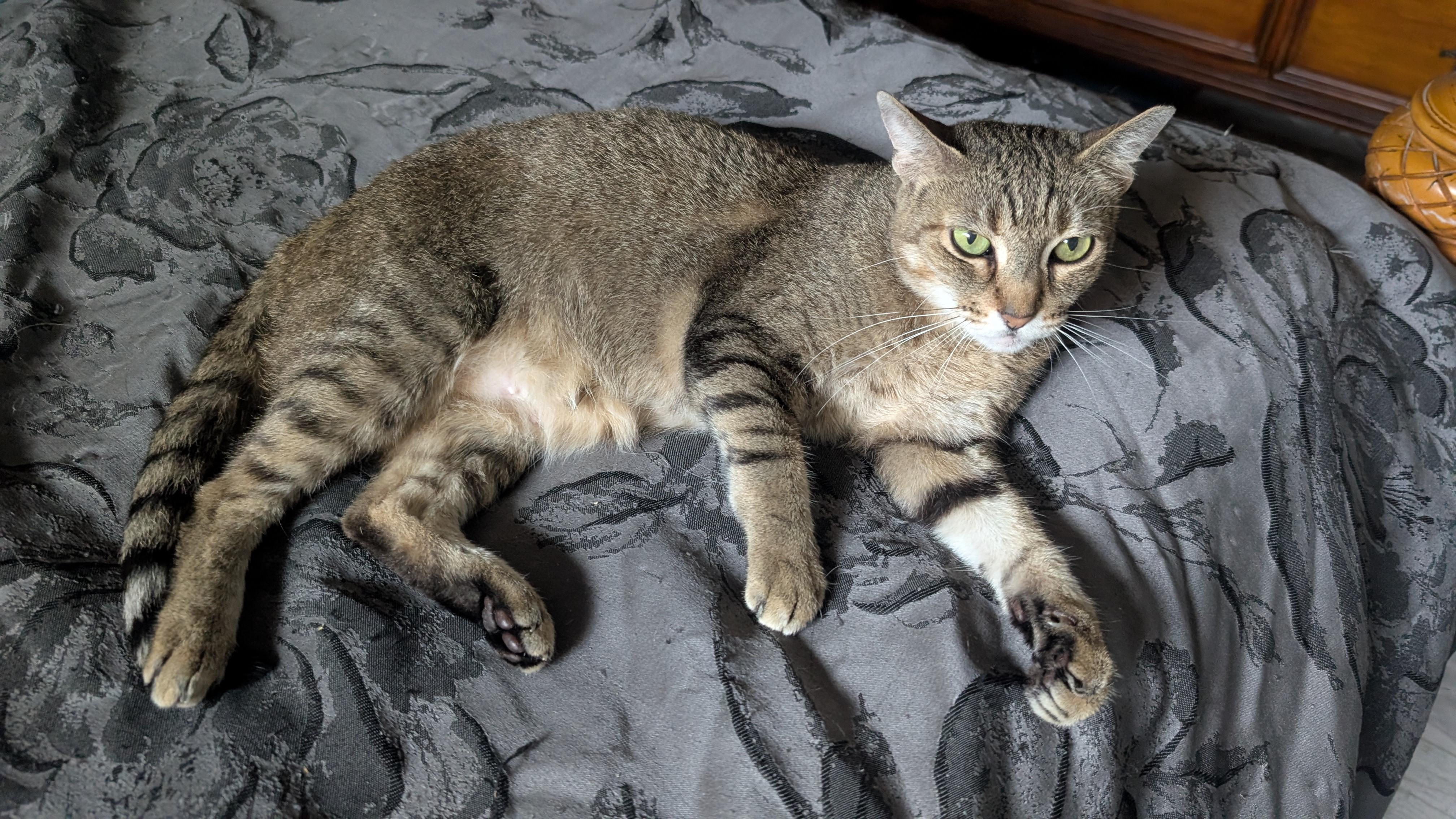 Enlarge Tammy, a ADOPTABLE mixed breed in Fort Lauderdale, FL image 2/5