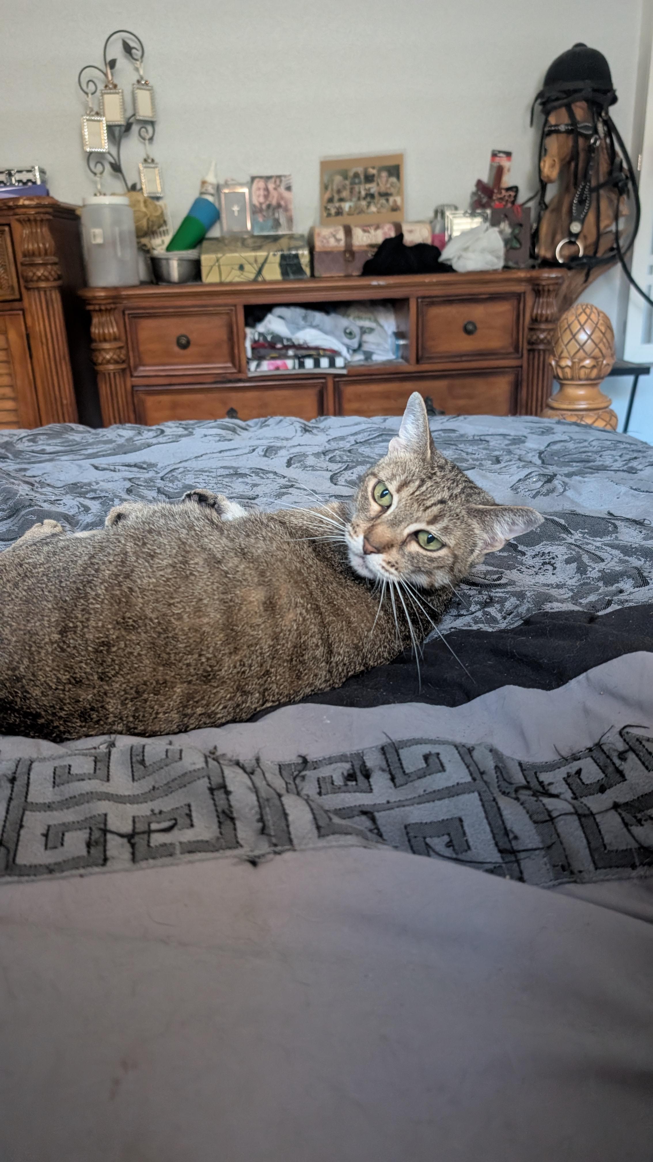 Enlarge Tammy, a ADOPTABLE mixed breed in Fort Lauderdale, FL image 3/5