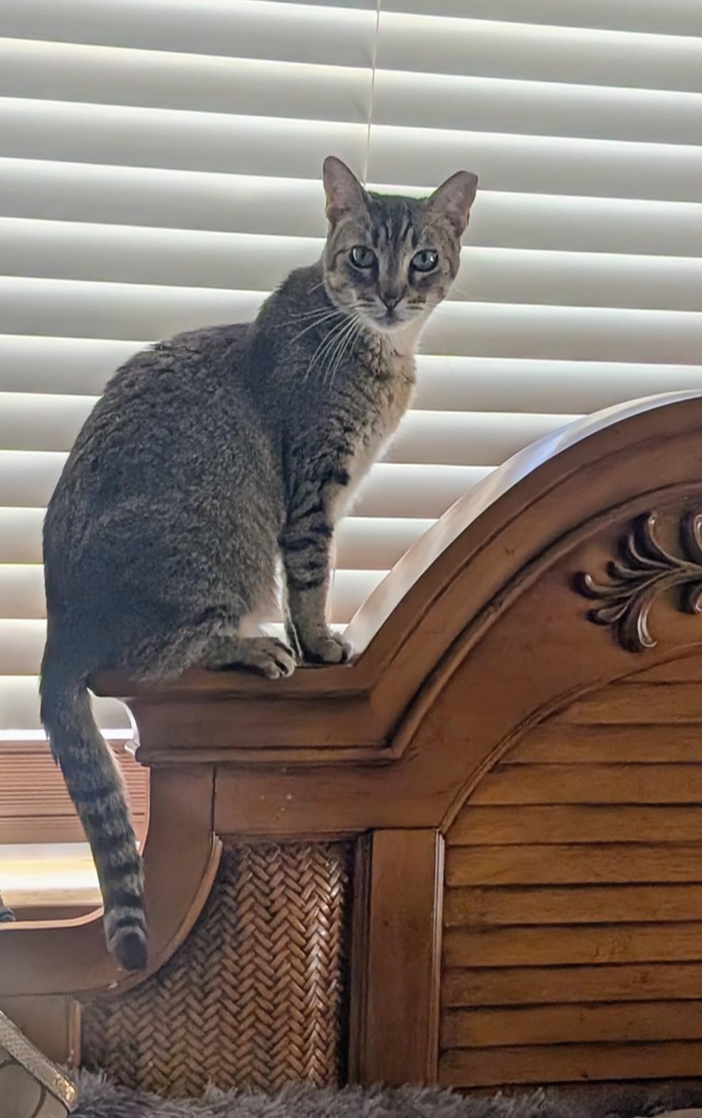 Tammy, ADOPTABLE, Adult Female Tabby.