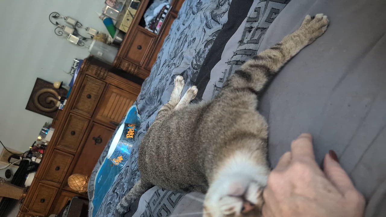 Enlarge Tammy, a ADOPTABLE mixed breed in Fort Lauderdale, FL video 4/5