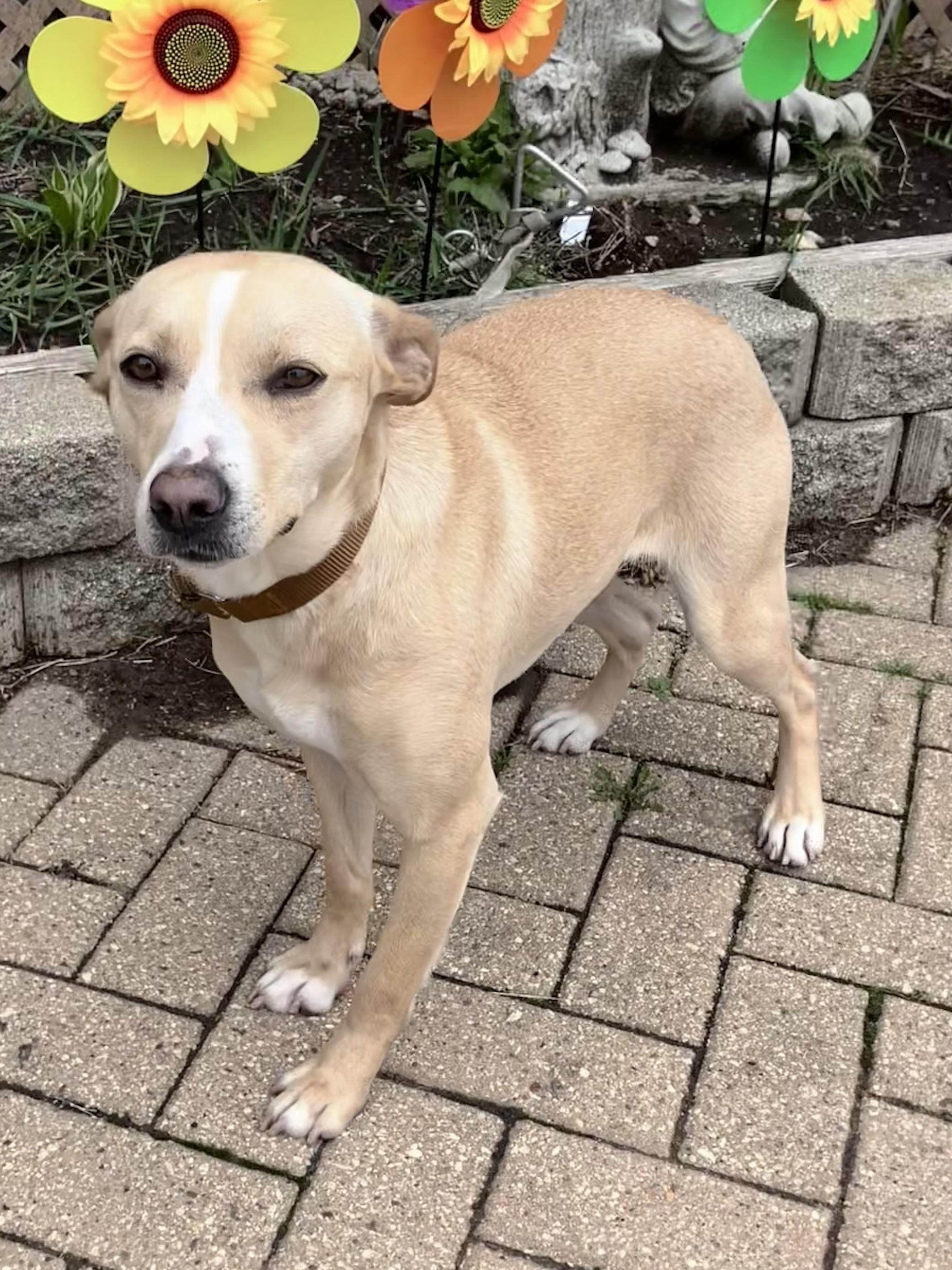 Enlarge Ilena, a Adoptable Mixed Breed in West Chicago, IL image 1/3