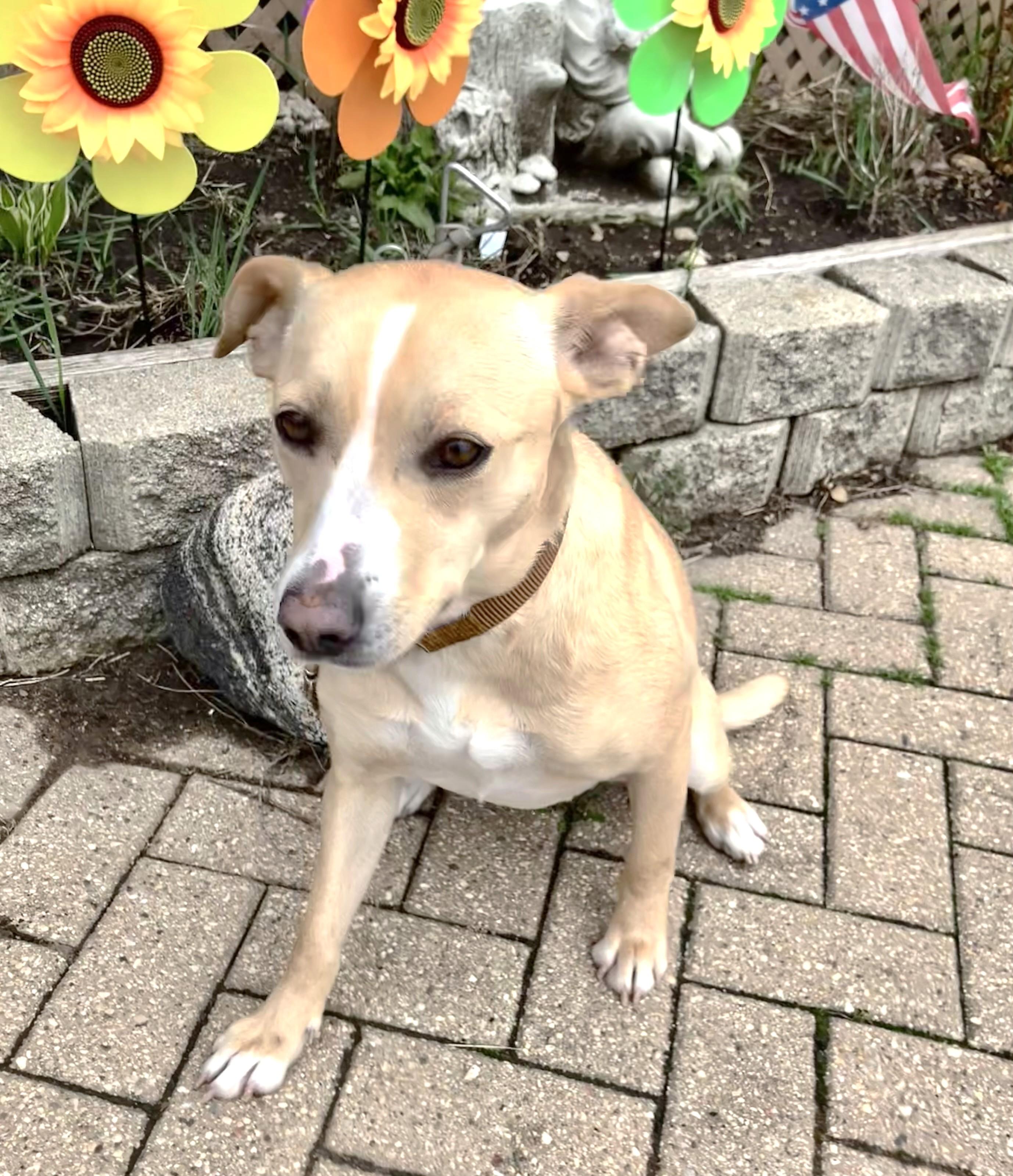 Enlarge Ilena, a Adoptable Mixed Breed in West Chicago, IL image 2/3