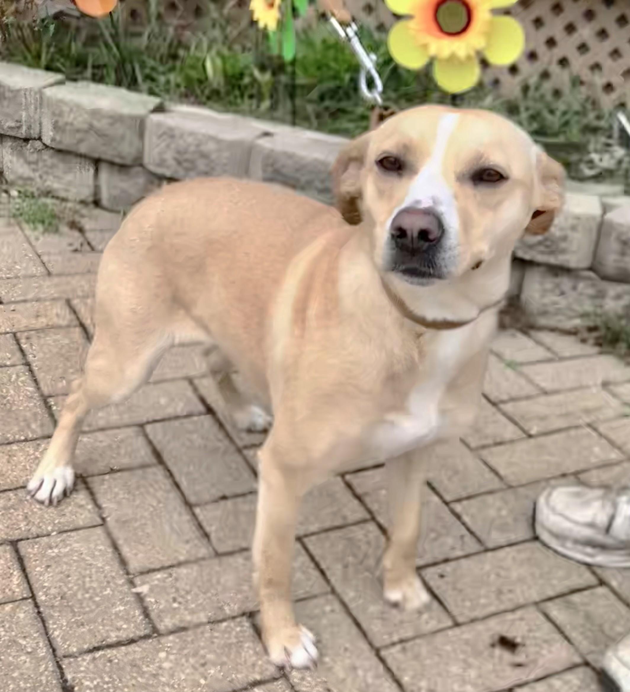 Enlarge Ilena, a Adoptable Mixed Breed in West Chicago, IL image 3/3