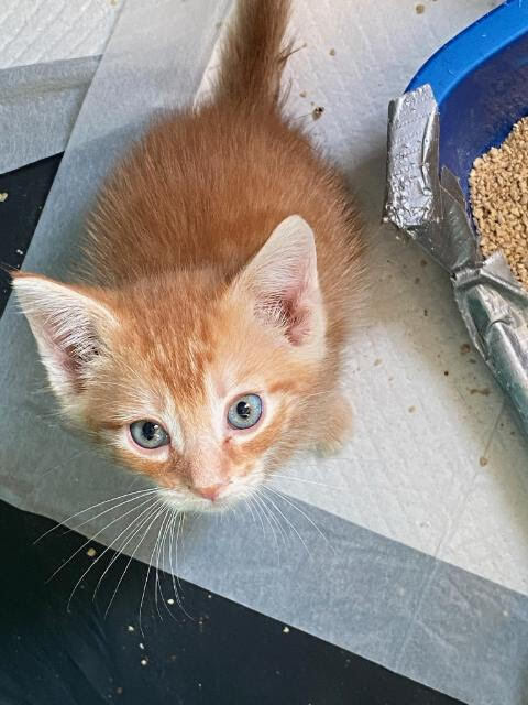 Enlarge Archie (Double Trouble Deja Vu Litter), a Adoptable Domestic Short Hair in Telford, PA image 1/1