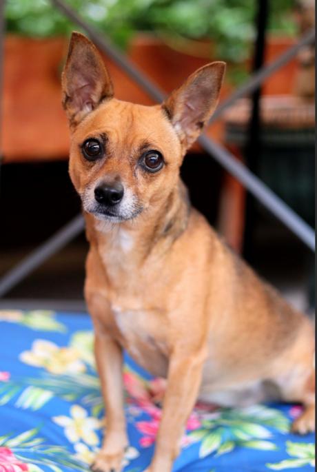 Lexa, adopted, Adult Female Chihuahua.