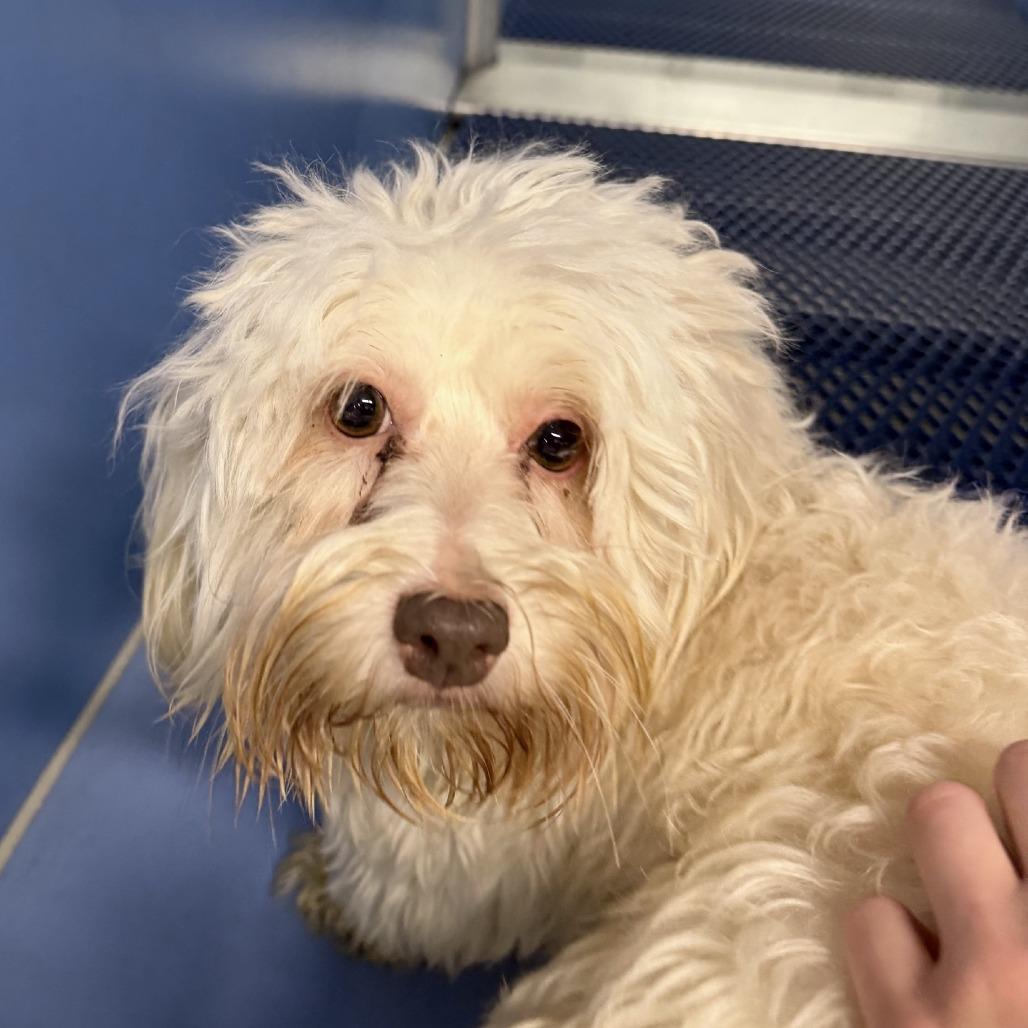 Rozlyn, Adoptable, Adult Female Havanese.