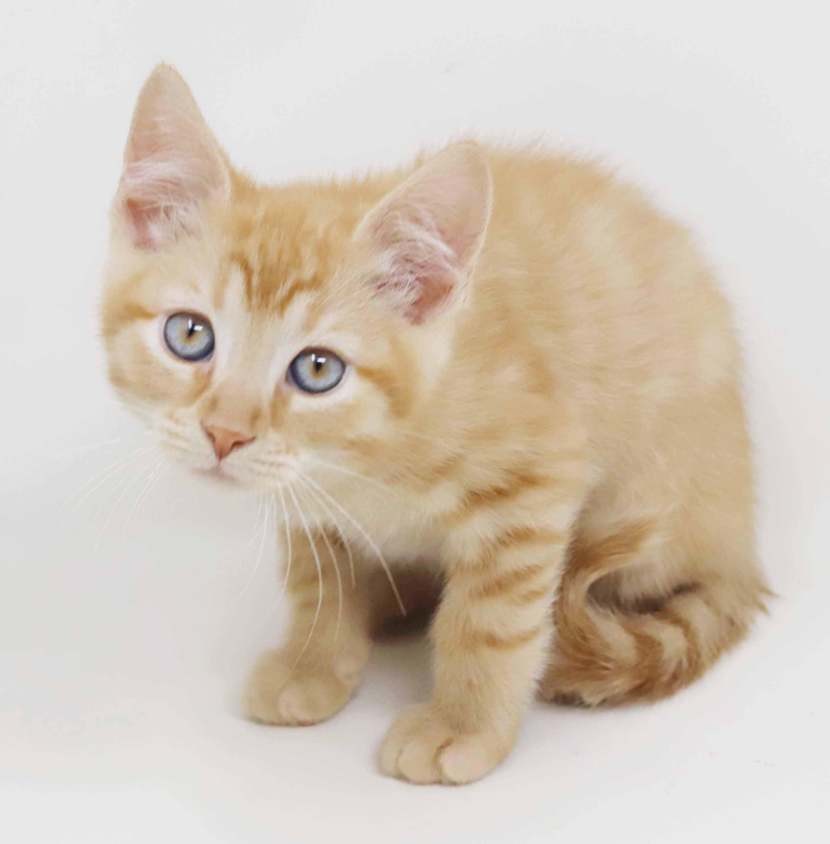 Pluto is PURRFECT for kitten cuddles!