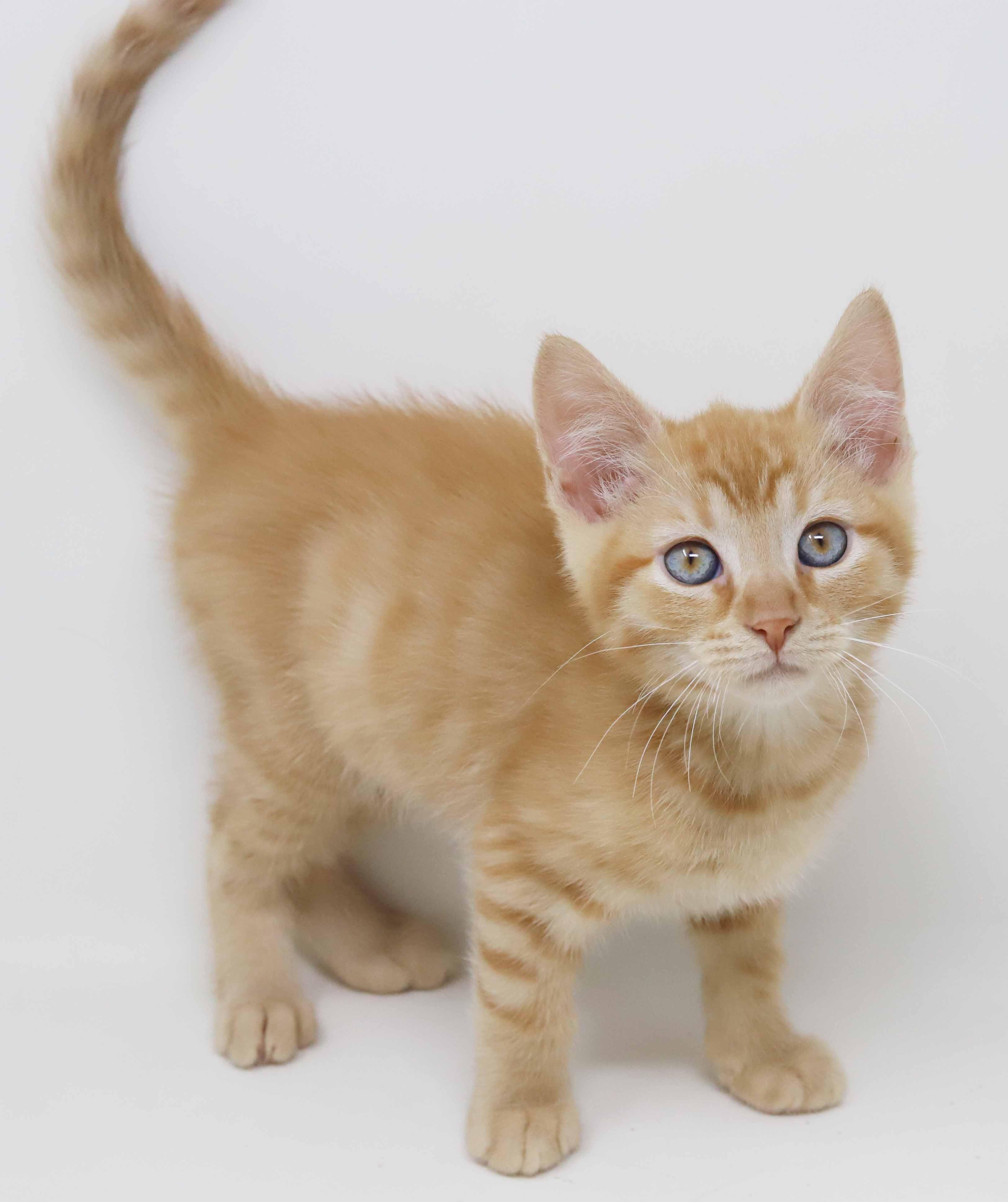 Pluto is PURRFECT for kitten cuddles!