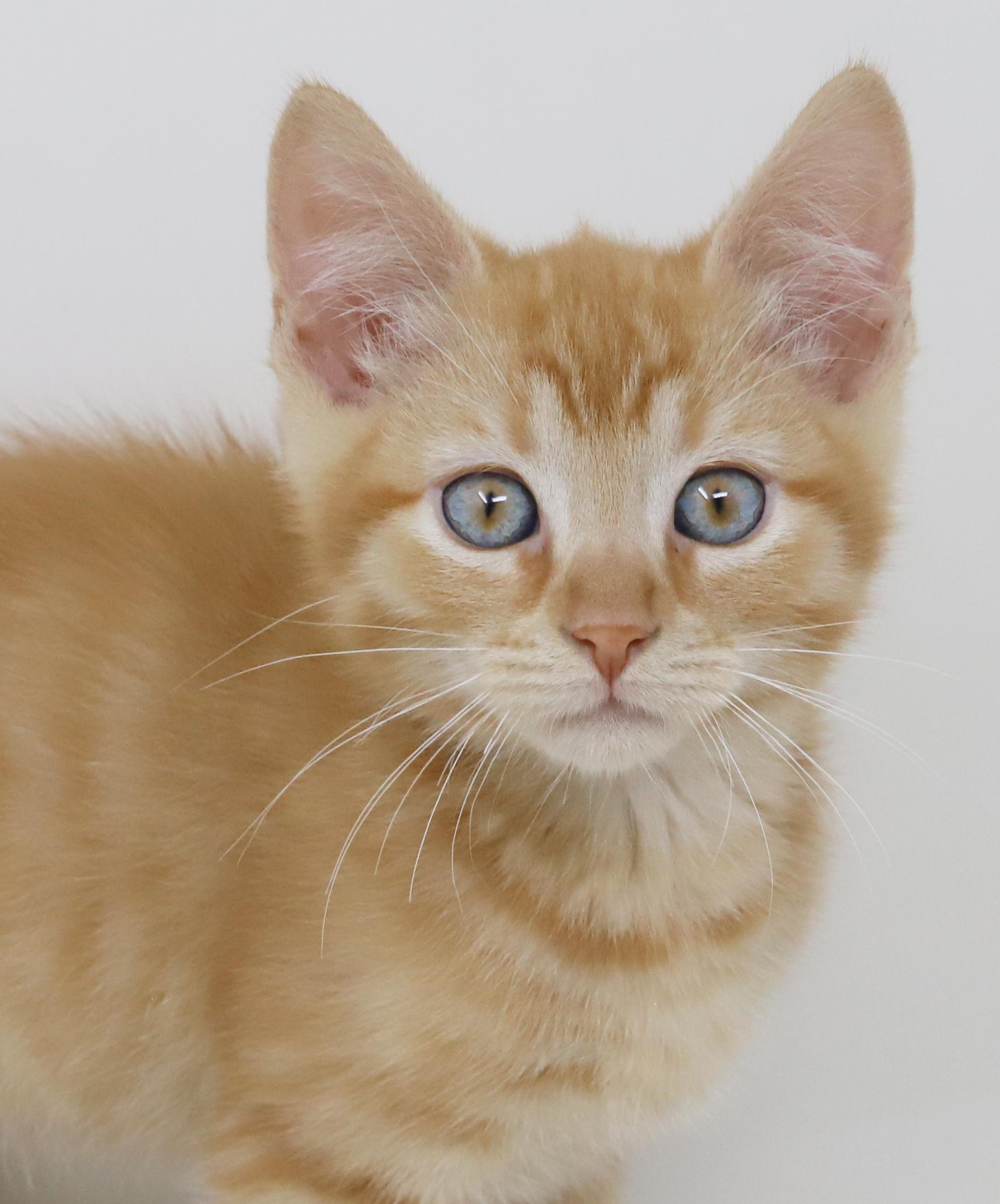 Pluto is PURRFECT for kitten cuddles!