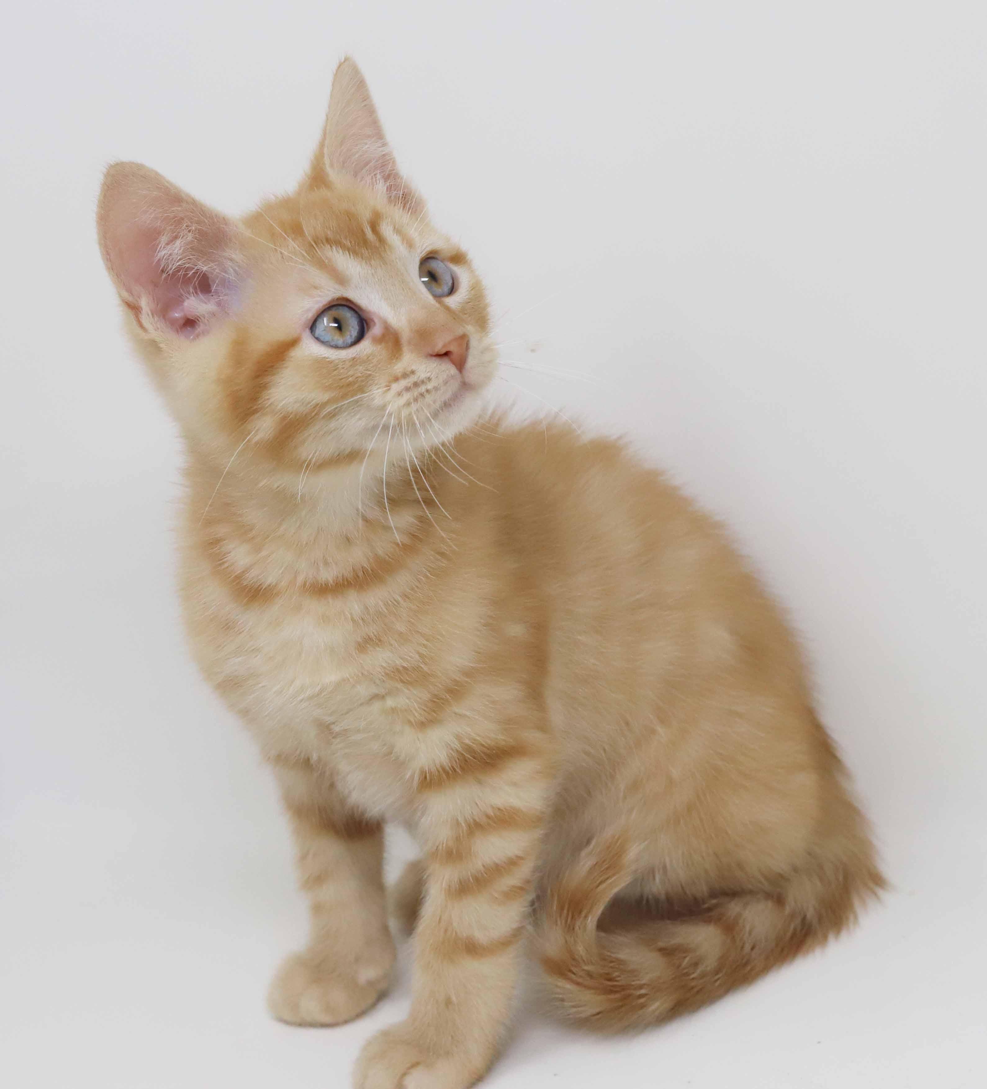 Pluto is PURRFECT for kitten cuddles!