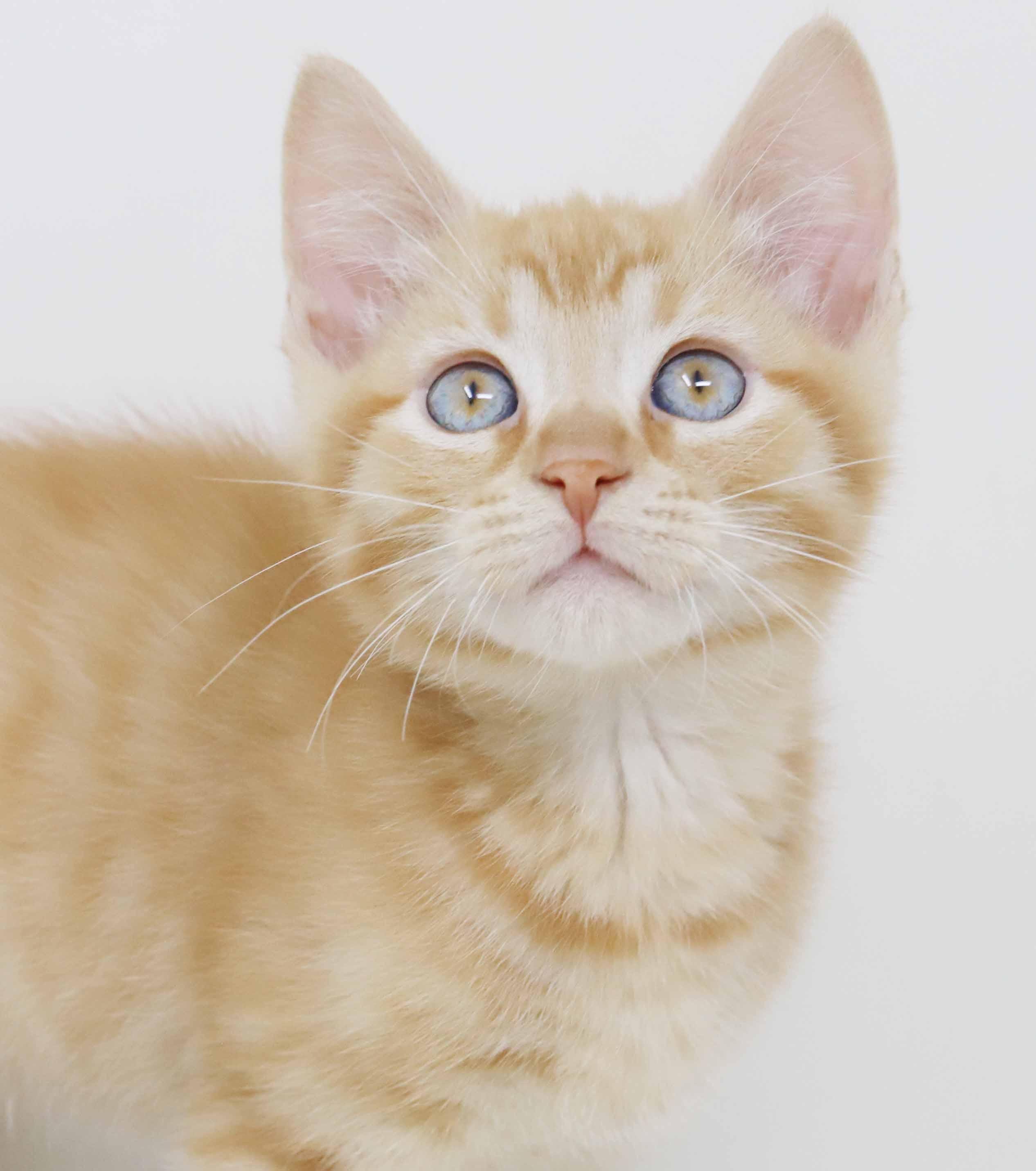 Pluto is PURRFECT for kitten cuddles!