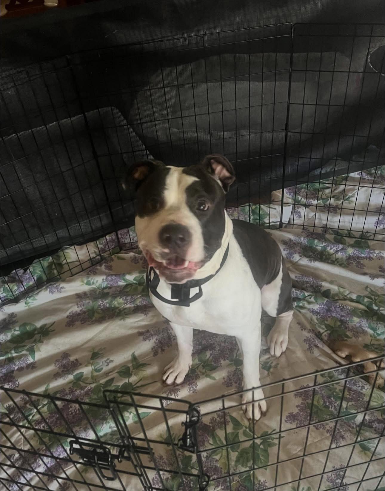 Maverick, a Adoptable mixed breed in Woodland, CA image 3/3
