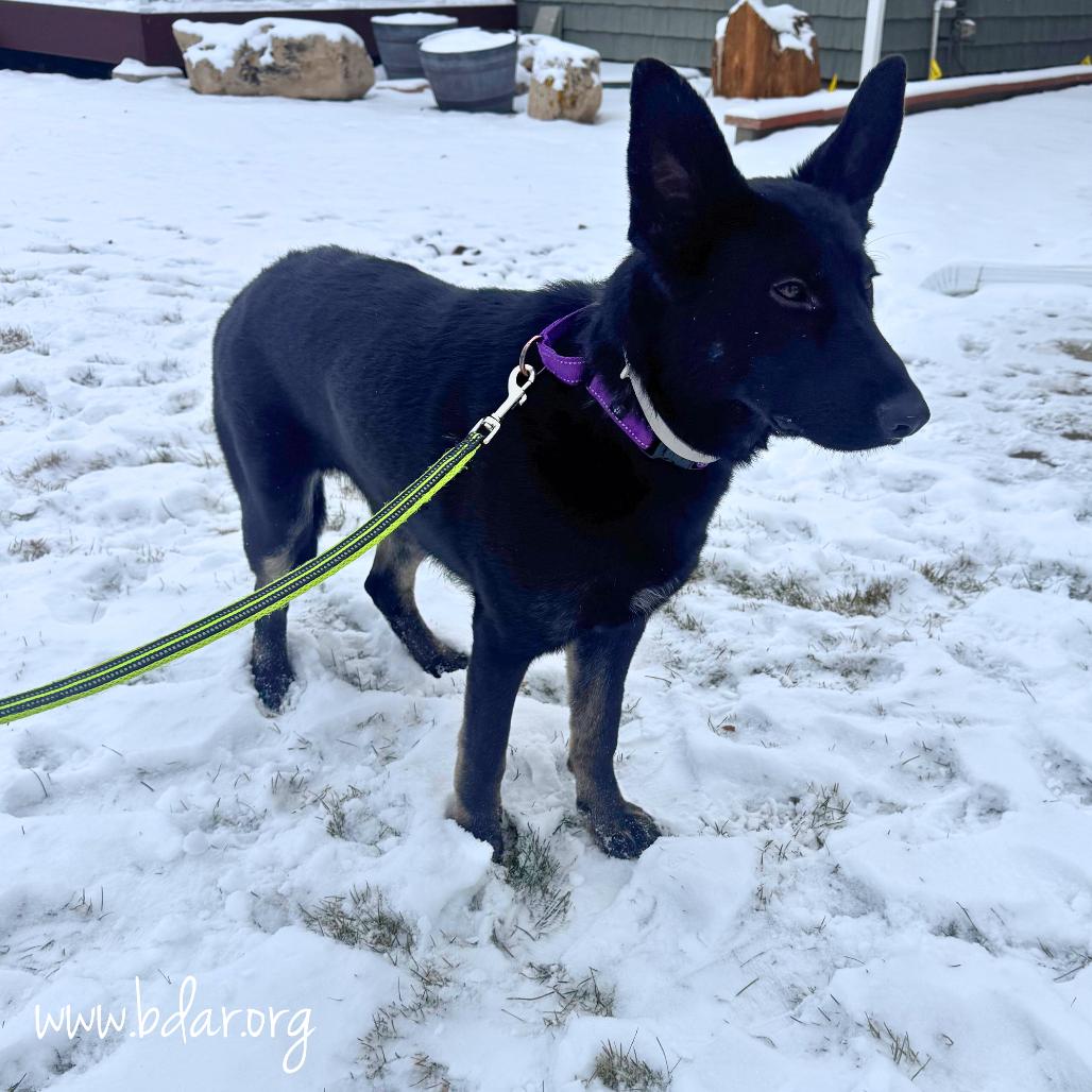 Enlarge Nova, a Adoptable German Shepherd Dog in Cheyenne, WY image 1/3