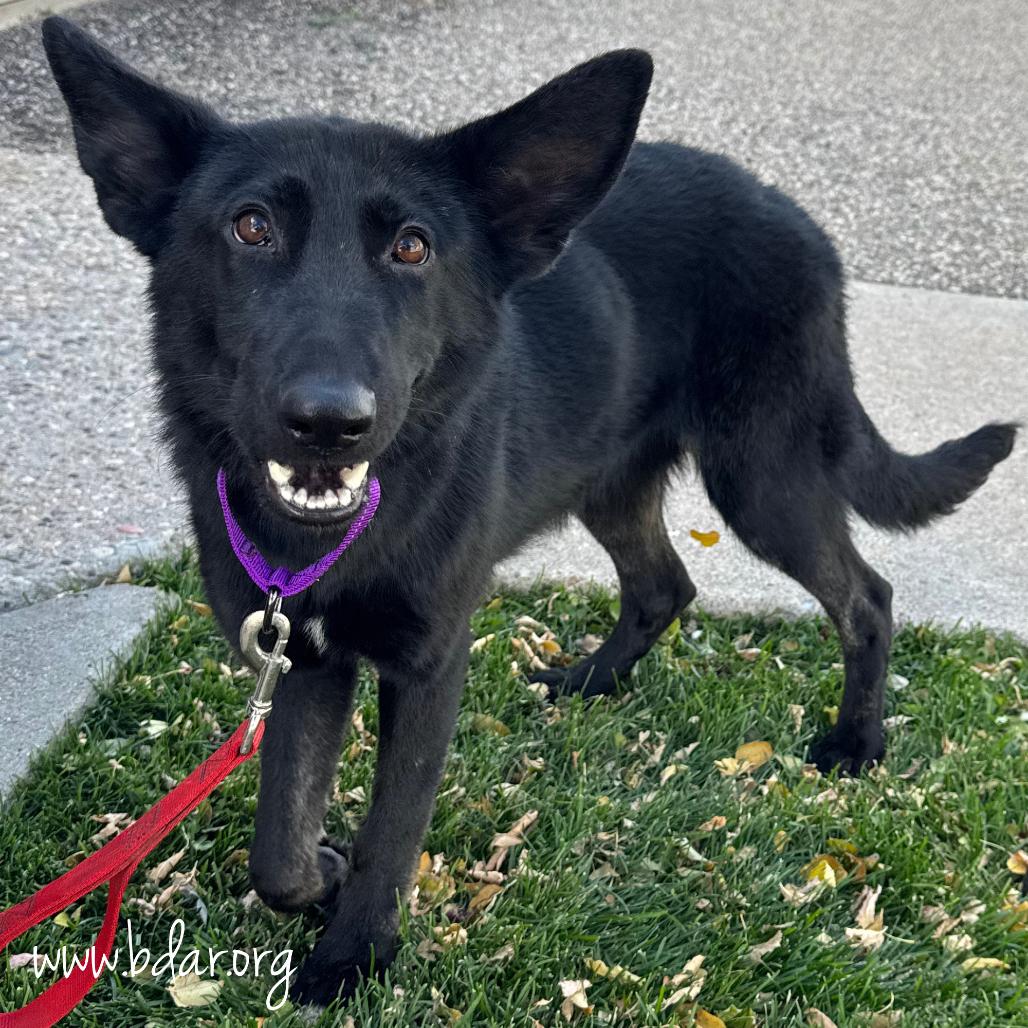 Enlarge Nova, a Adoptable German Shepherd Dog in Cheyenne, WY image 2/3