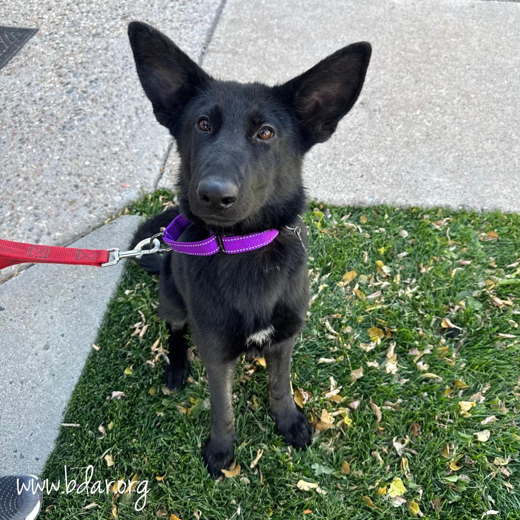 Enlarge Nova, a Adoptable German Shepherd Dog in Cheyenne, WY image 3/3