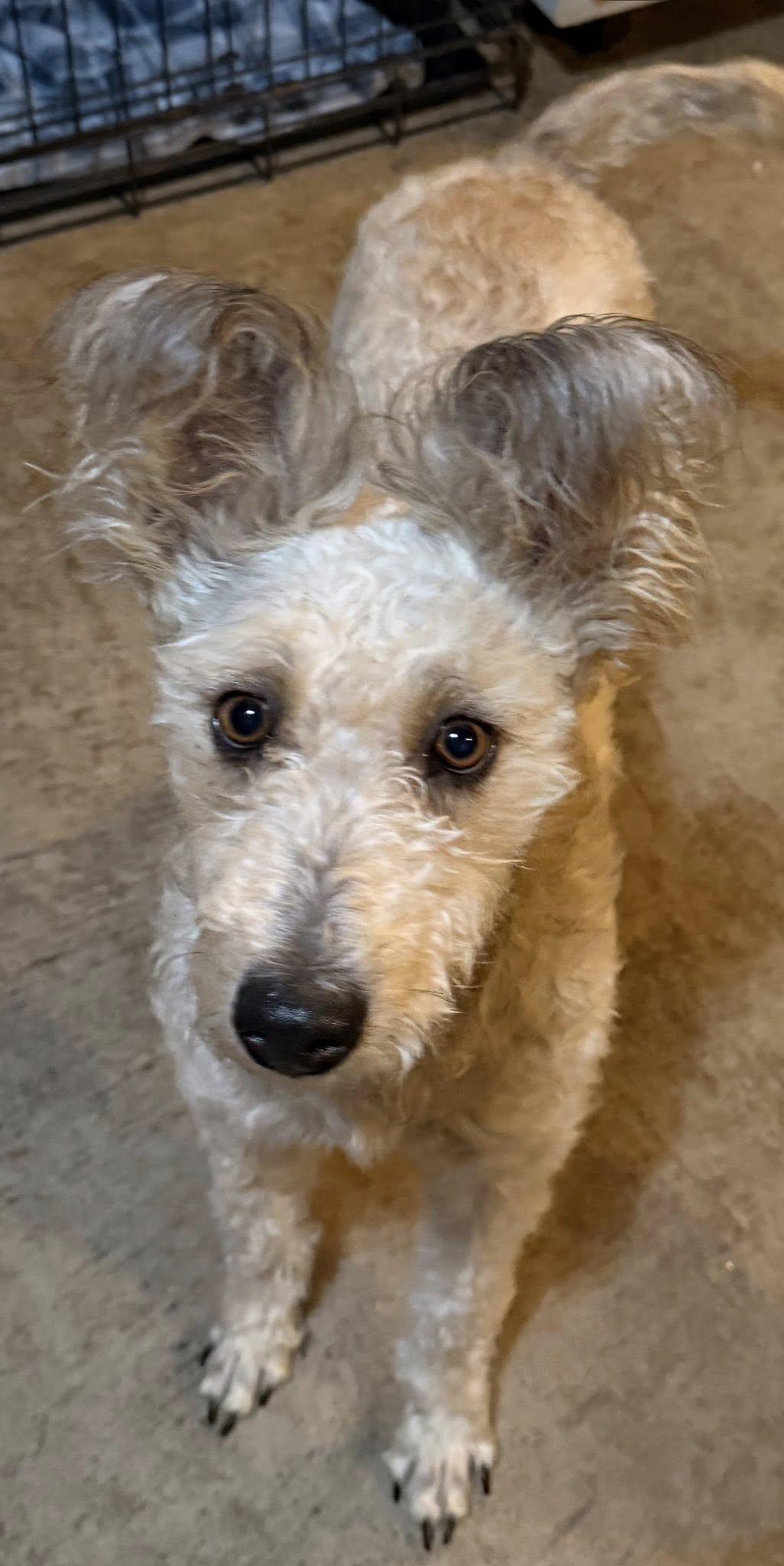 Enlarge Xena, a Adoptable mixed breed in Albion, NY image 5/5