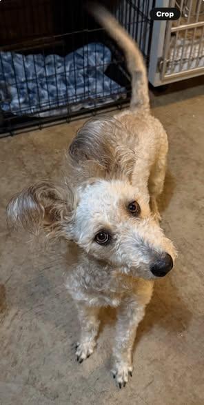 Enlarge Xena, a Adoptable mixed breed in Albion, NY image 4/5