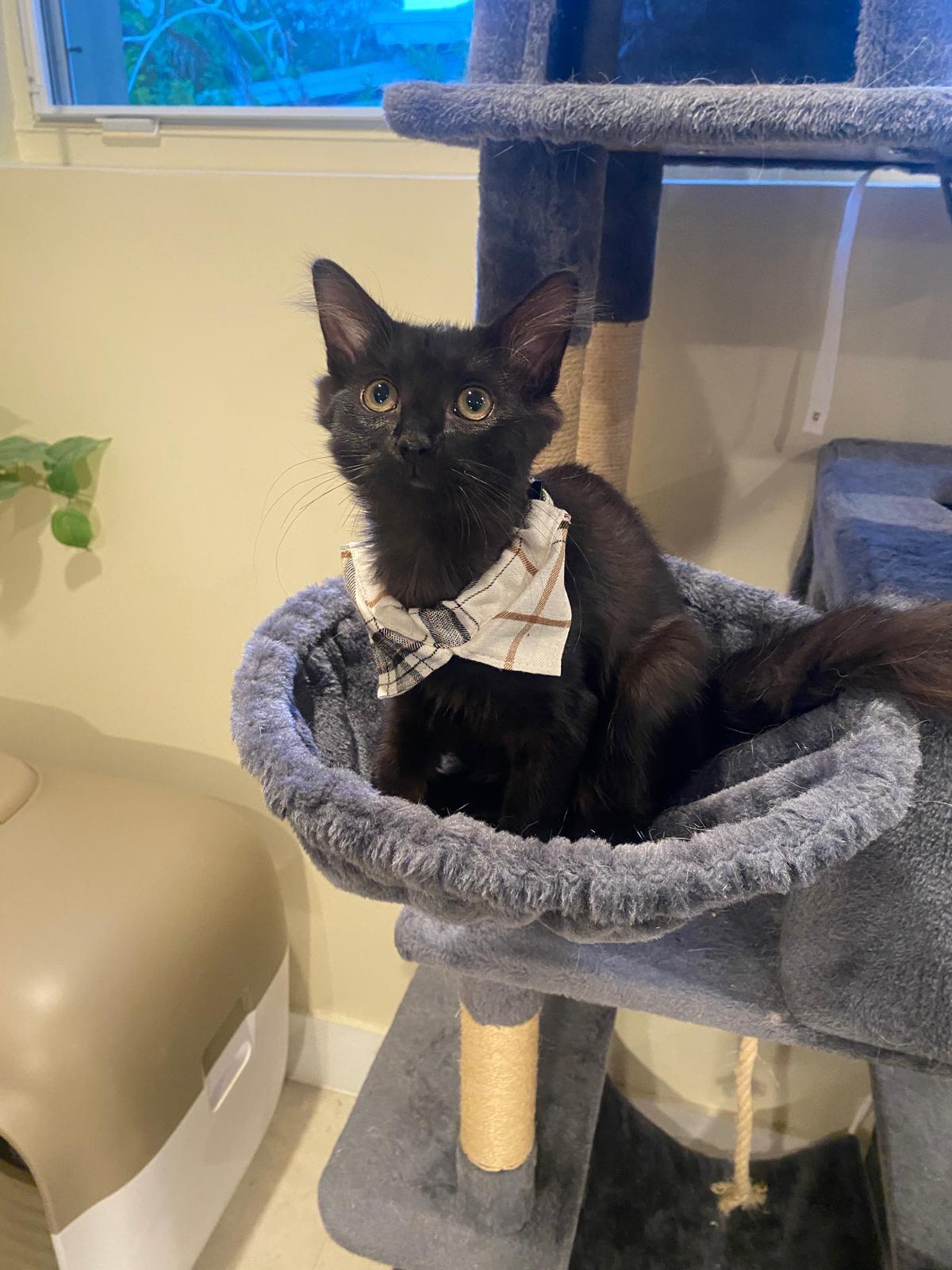 Toothless Bombay Cat