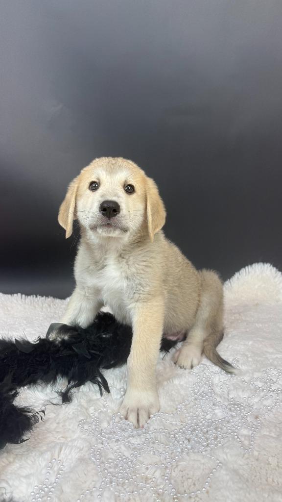 Batty Bat, Adoptable, Puppy Male Great Pyrenees & Anatolian Shepherd.