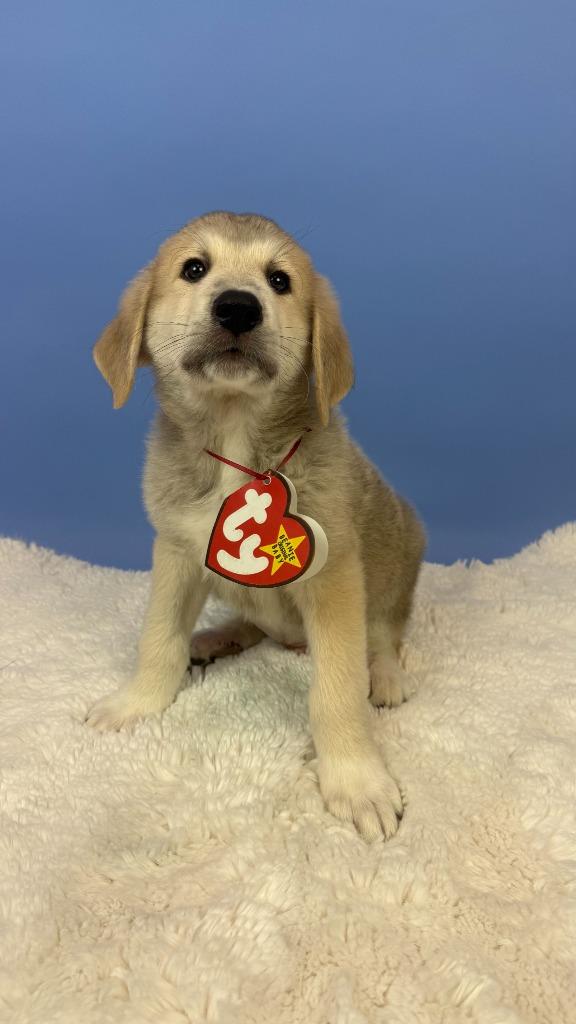Enlarge Batty Bat, a Adoptable mixed breed in Phoenix, AZ image 5/6