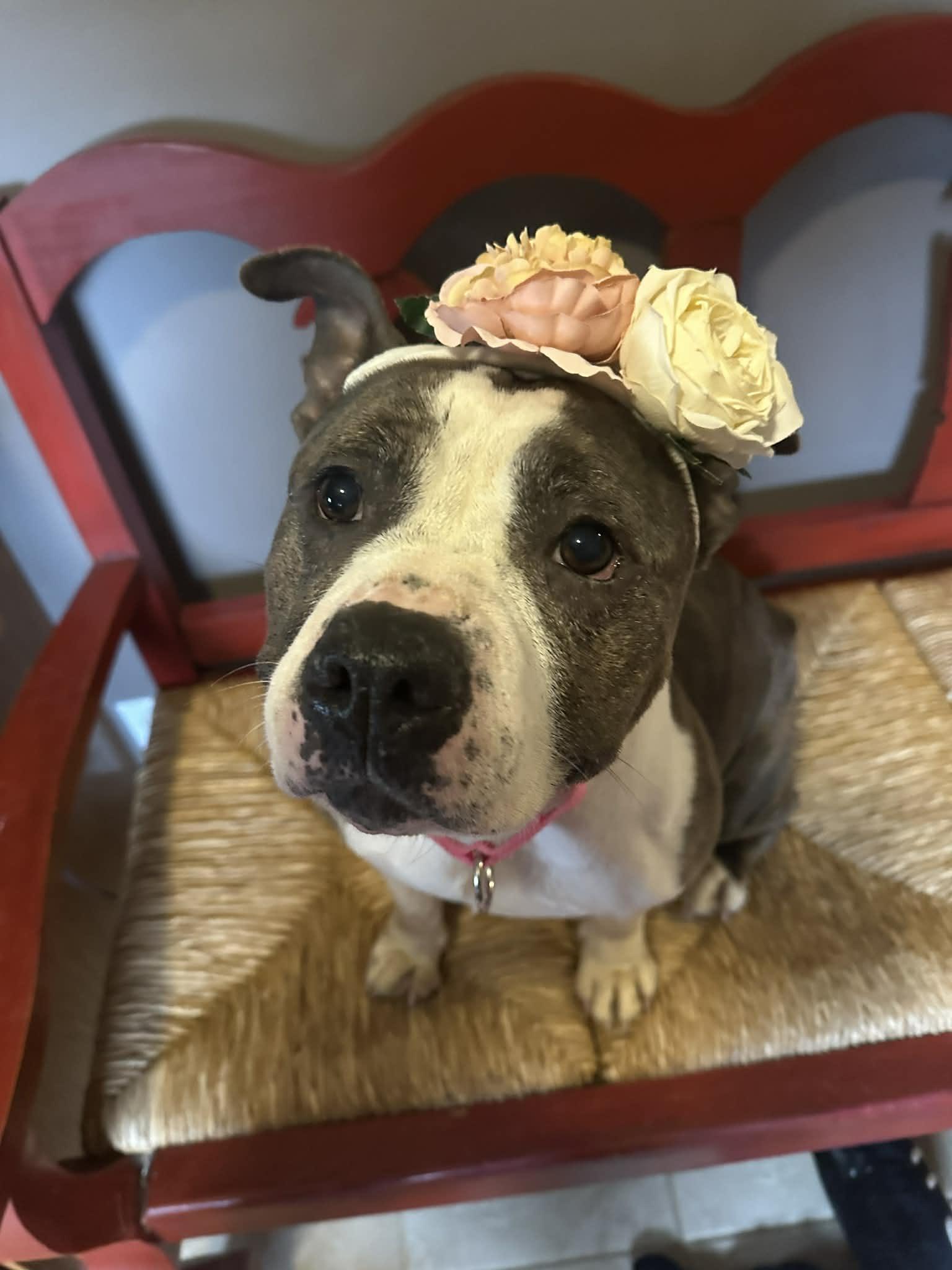 Gidget, ADOPTABLE, Adult Female Pit Bull Terrier & American Staffordshire Terrier.
