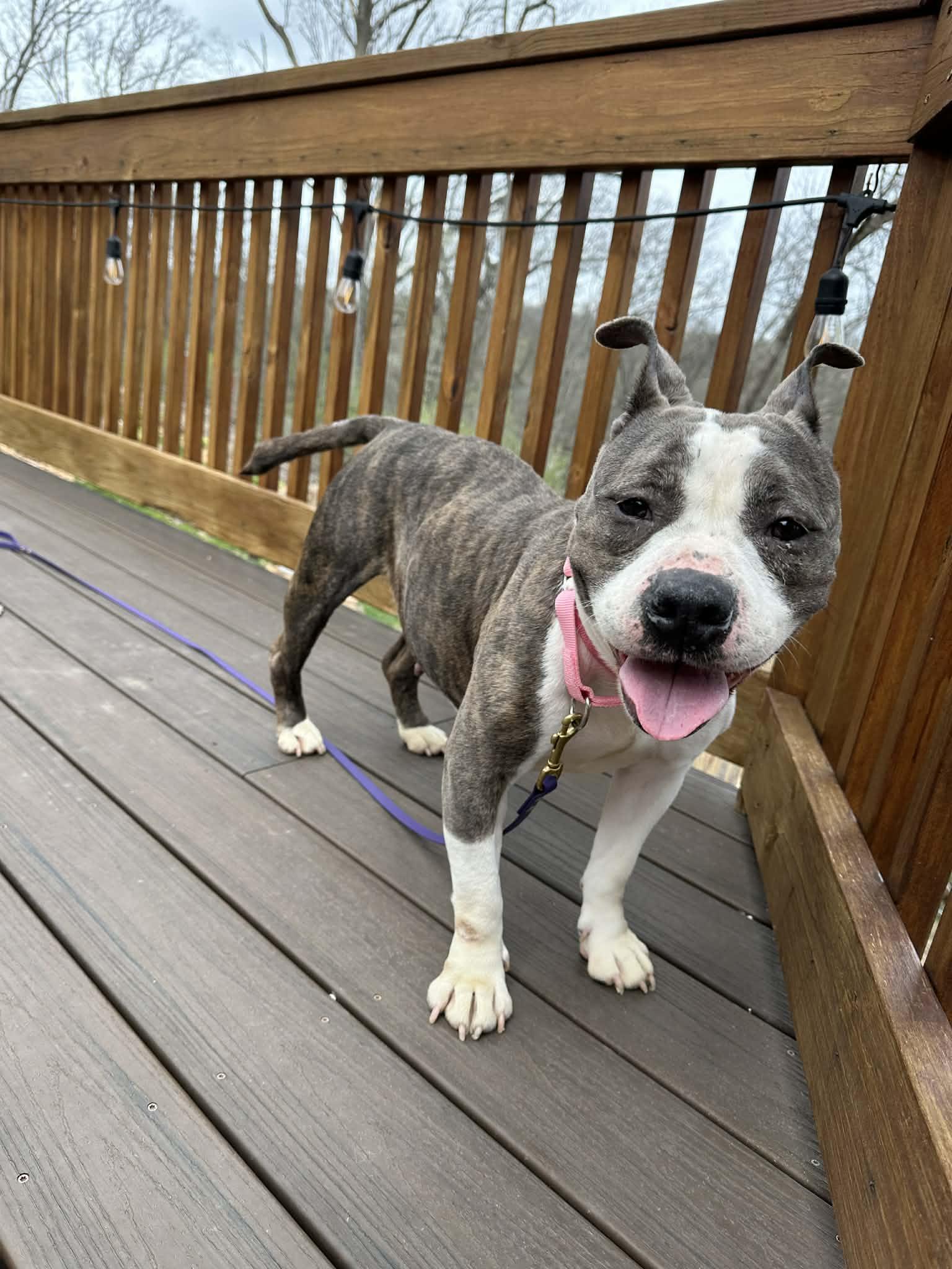 Enlarge Gidget, a ADOPTABLE mixed breed in Byron, IL image 4/4