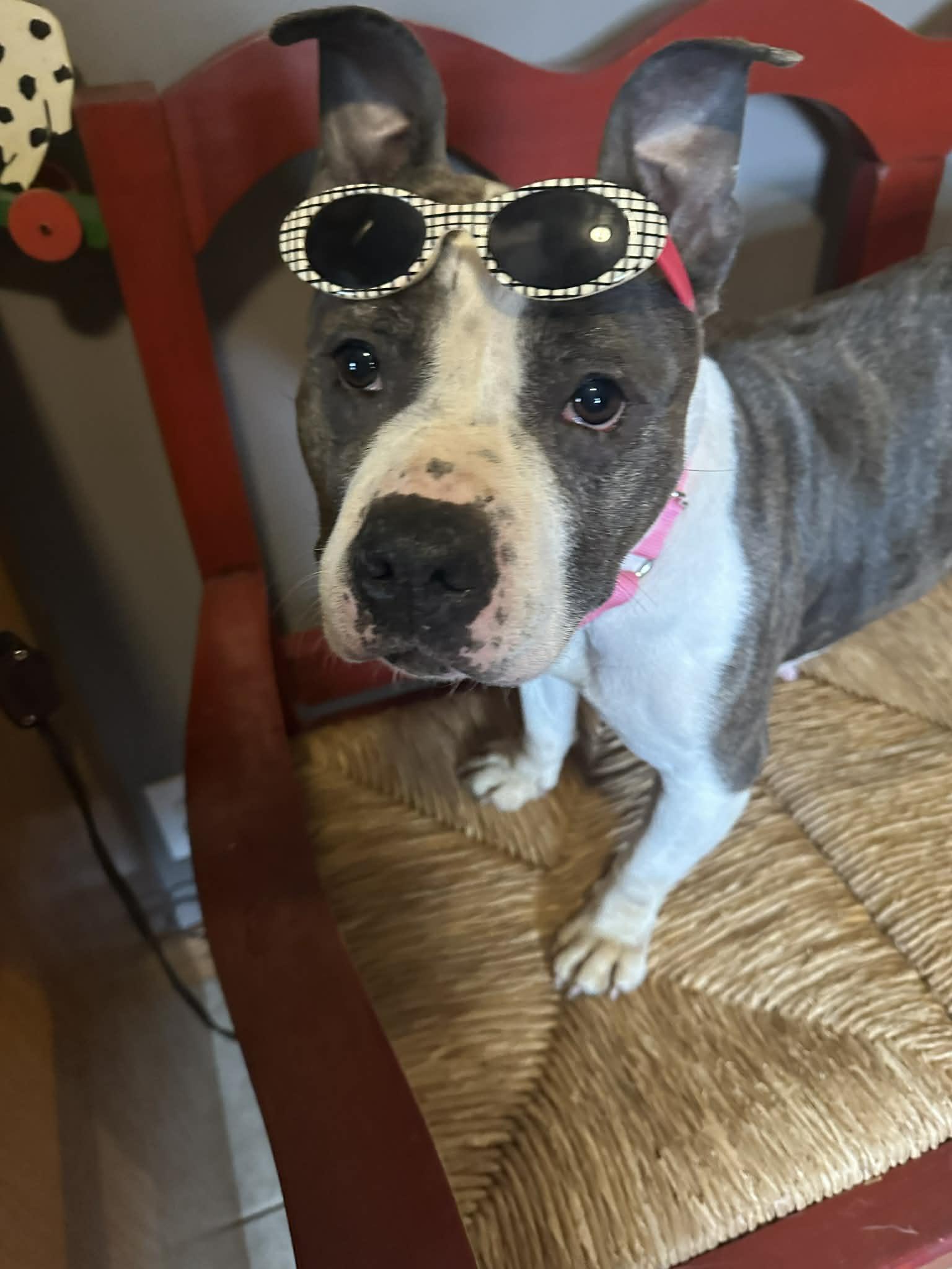 Enlarge Gidget, a ADOPTABLE mixed breed in Byron, IL image 2/4