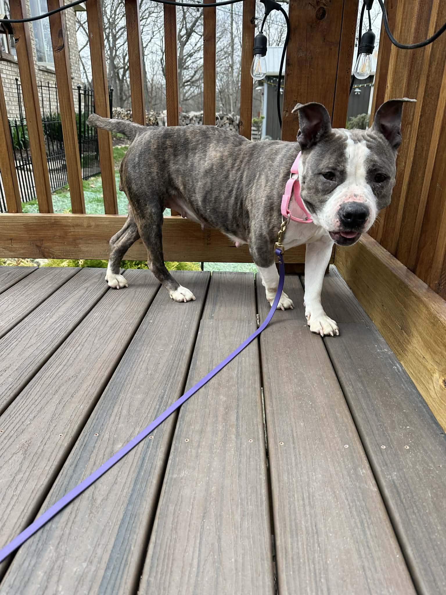 Enlarge Gidget, a ADOPTABLE mixed breed in Byron, IL image 3/4