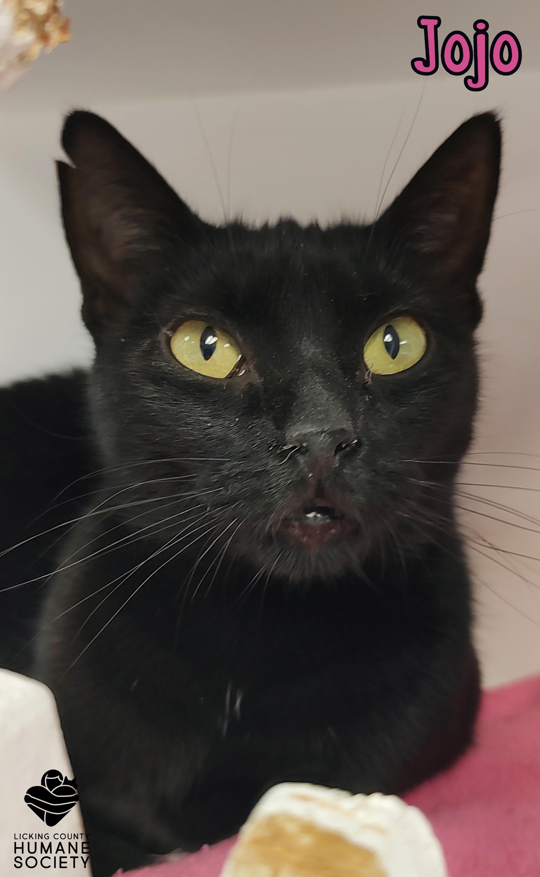 Enlarge Jojo, a Adoptable Domestic Short Hair in Heath, OH image 1/1