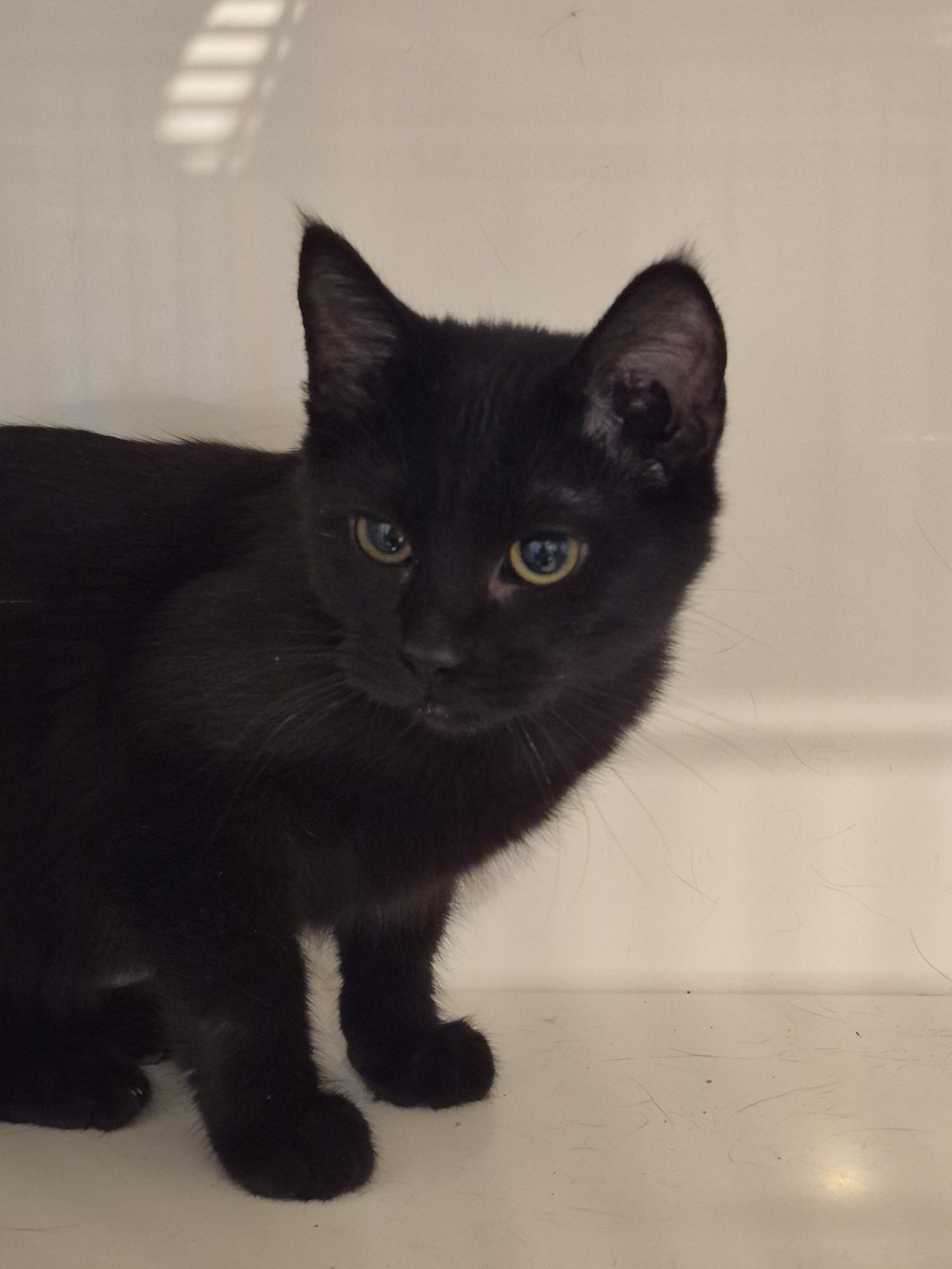 Enlarge Pocus, a Adoptable Domestic Short Hair in Blue Springs, MO image 1/1