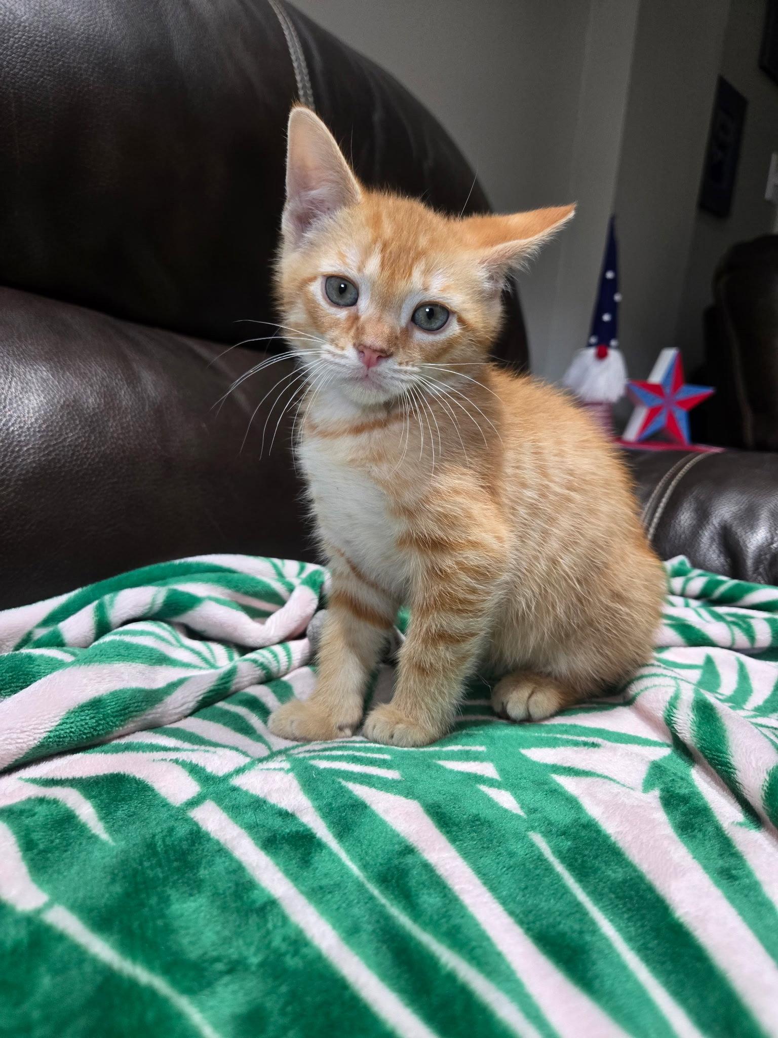Owen, Adopted, Kitten Male Domestic Short Hair & Tabby.