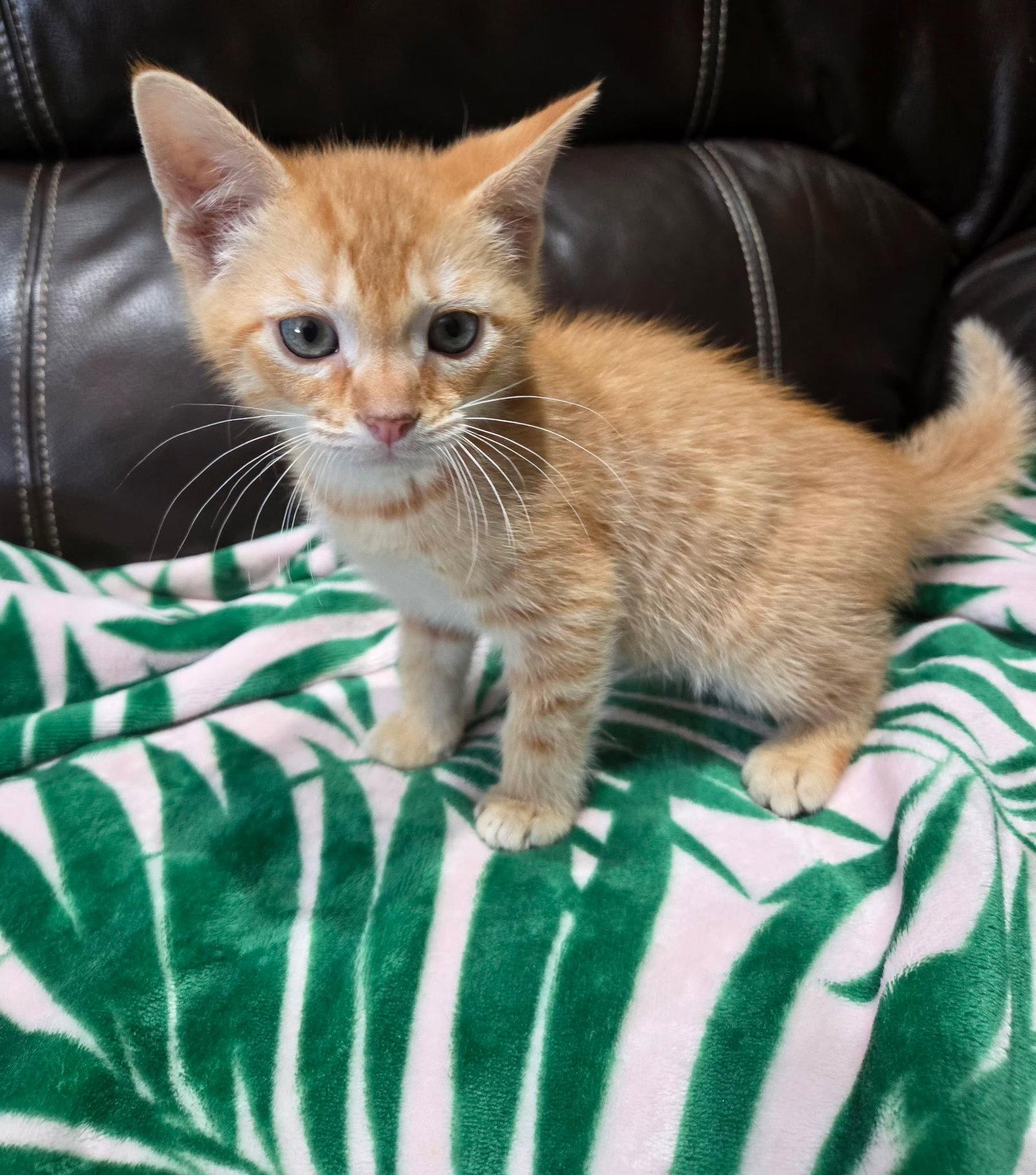 Enlarge Owen, a Adopted mixed breed in Yardley, PA image 3/3
