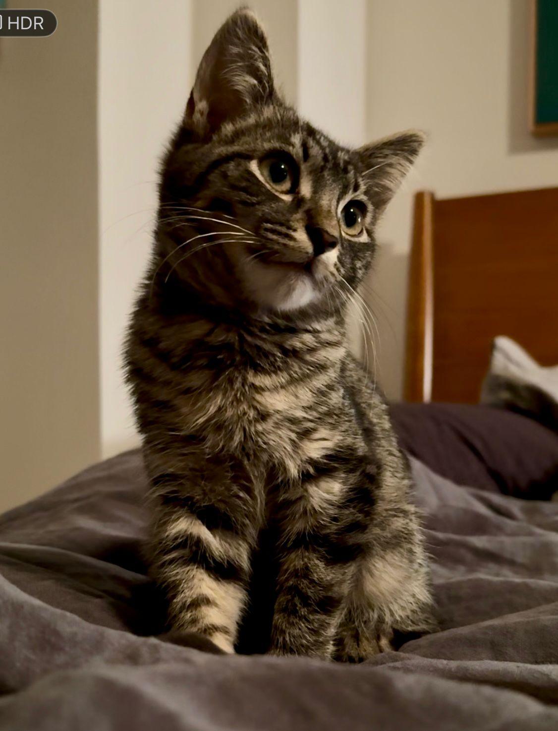 Enlarge Pee Wee, a ADOPTABLE American Shorthair in New York, NY image 1/6