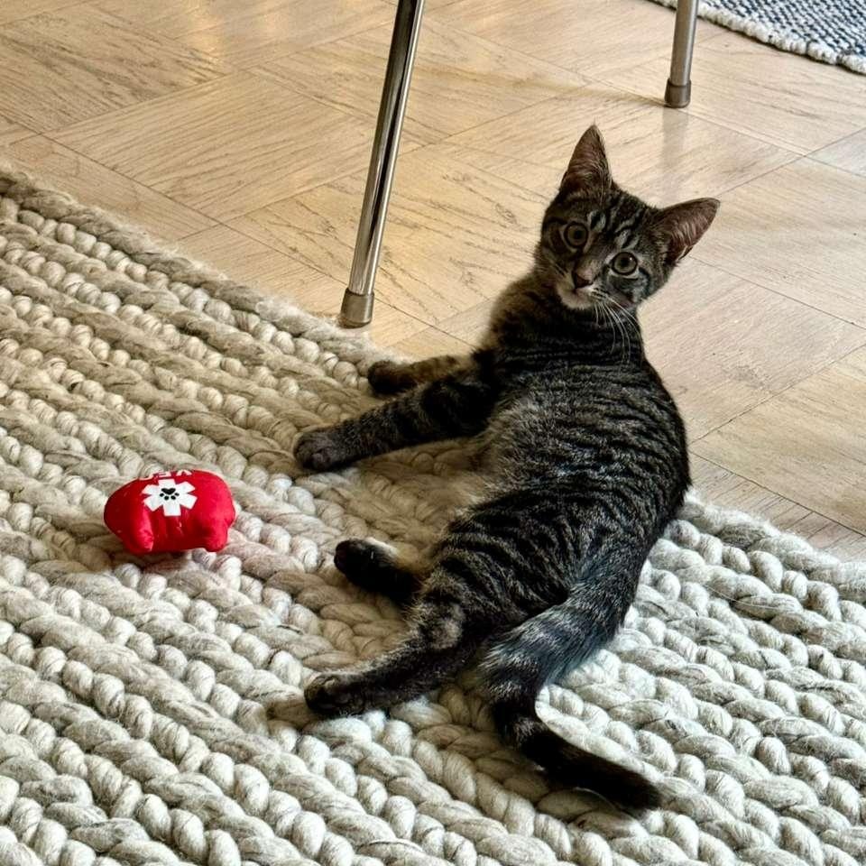 Enlarge Pee Wee, a ADOPTABLE American Shorthair in New York, NY image 2/6