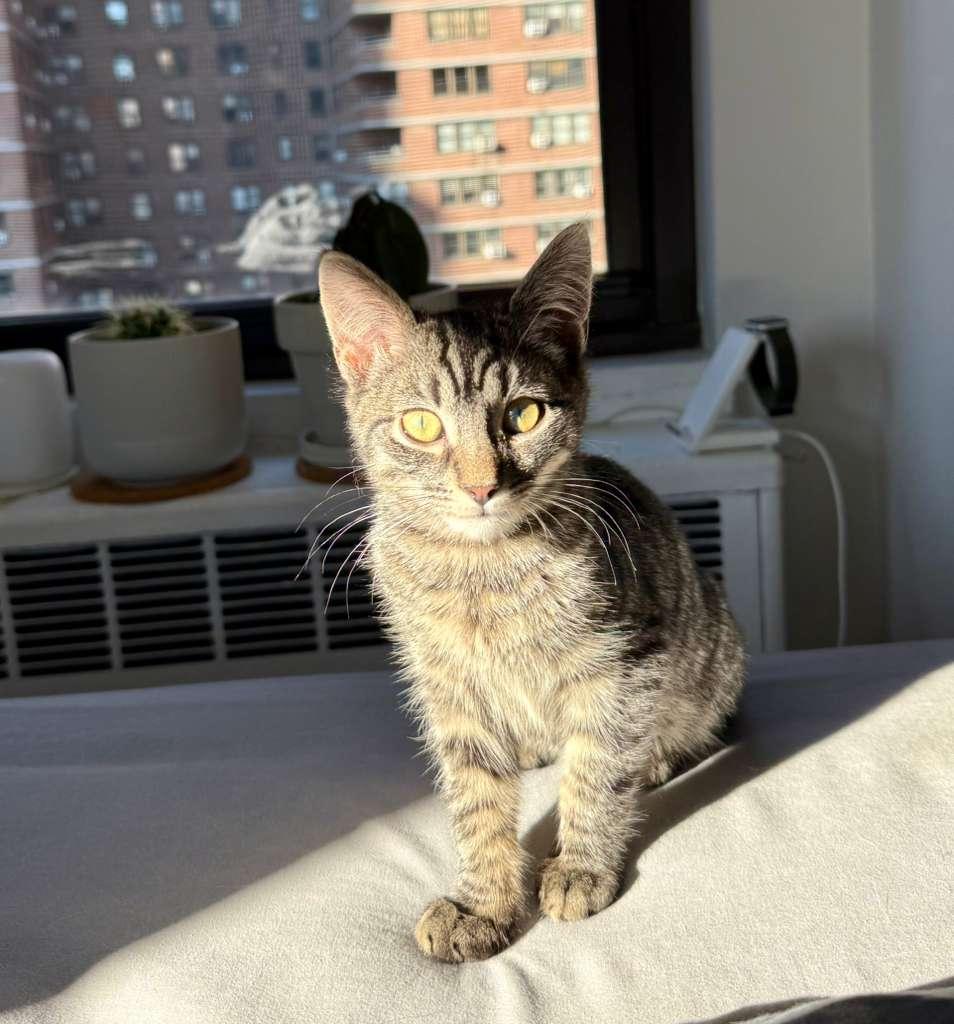 Enlarge Pee Wee, a ADOPTABLE American Shorthair in New York, NY image 4/6